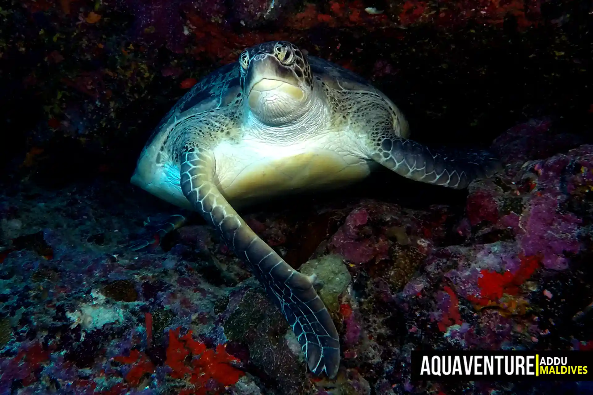 Dive site photo