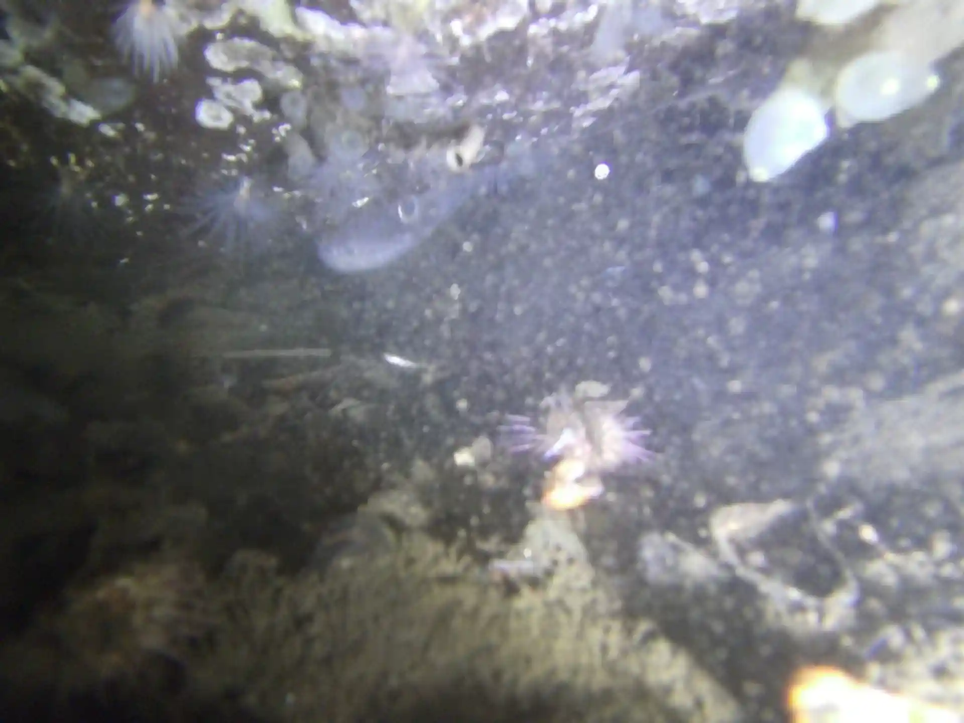 Dive site photo