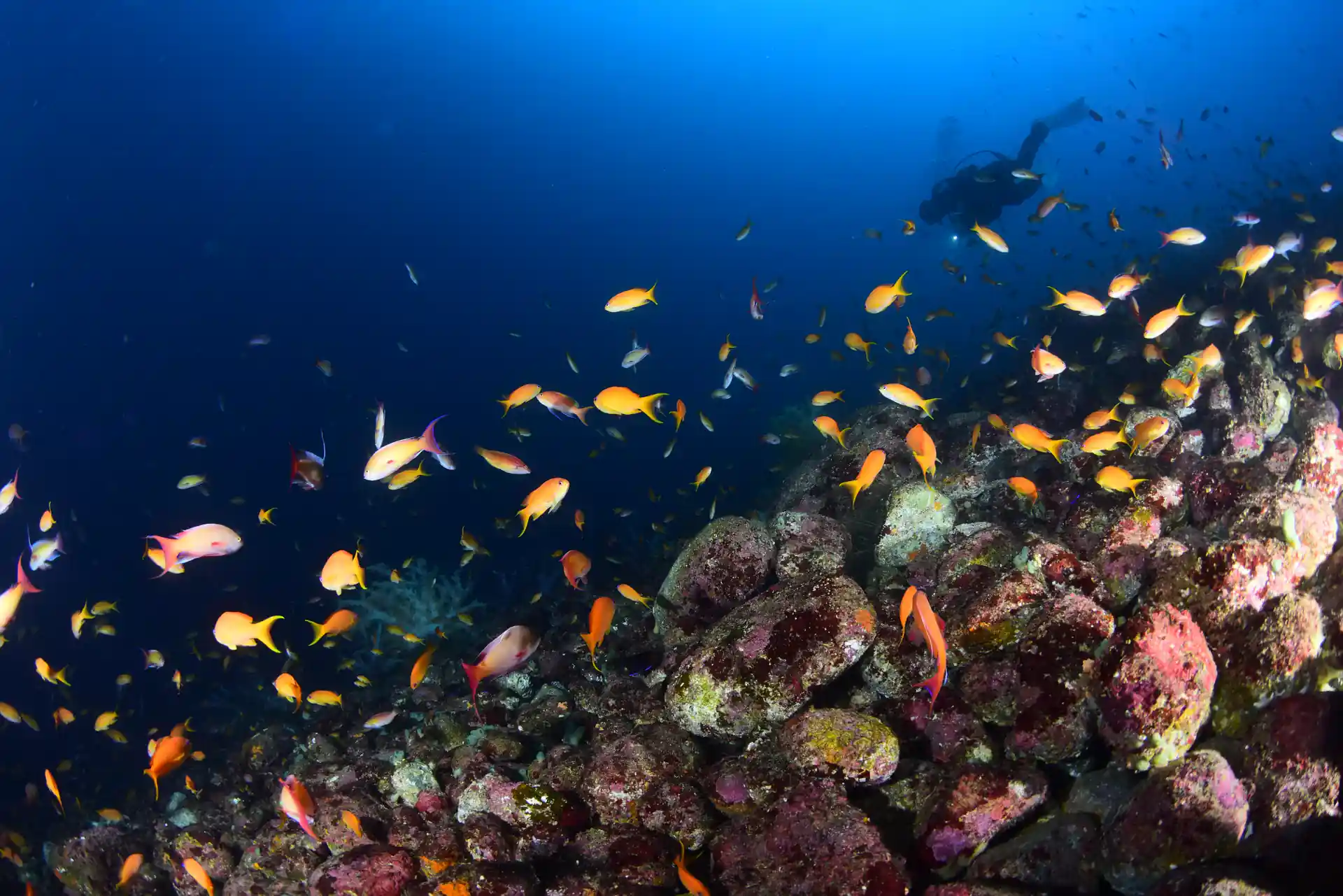 先端はハナダイの圧巻のハナダイの群れです