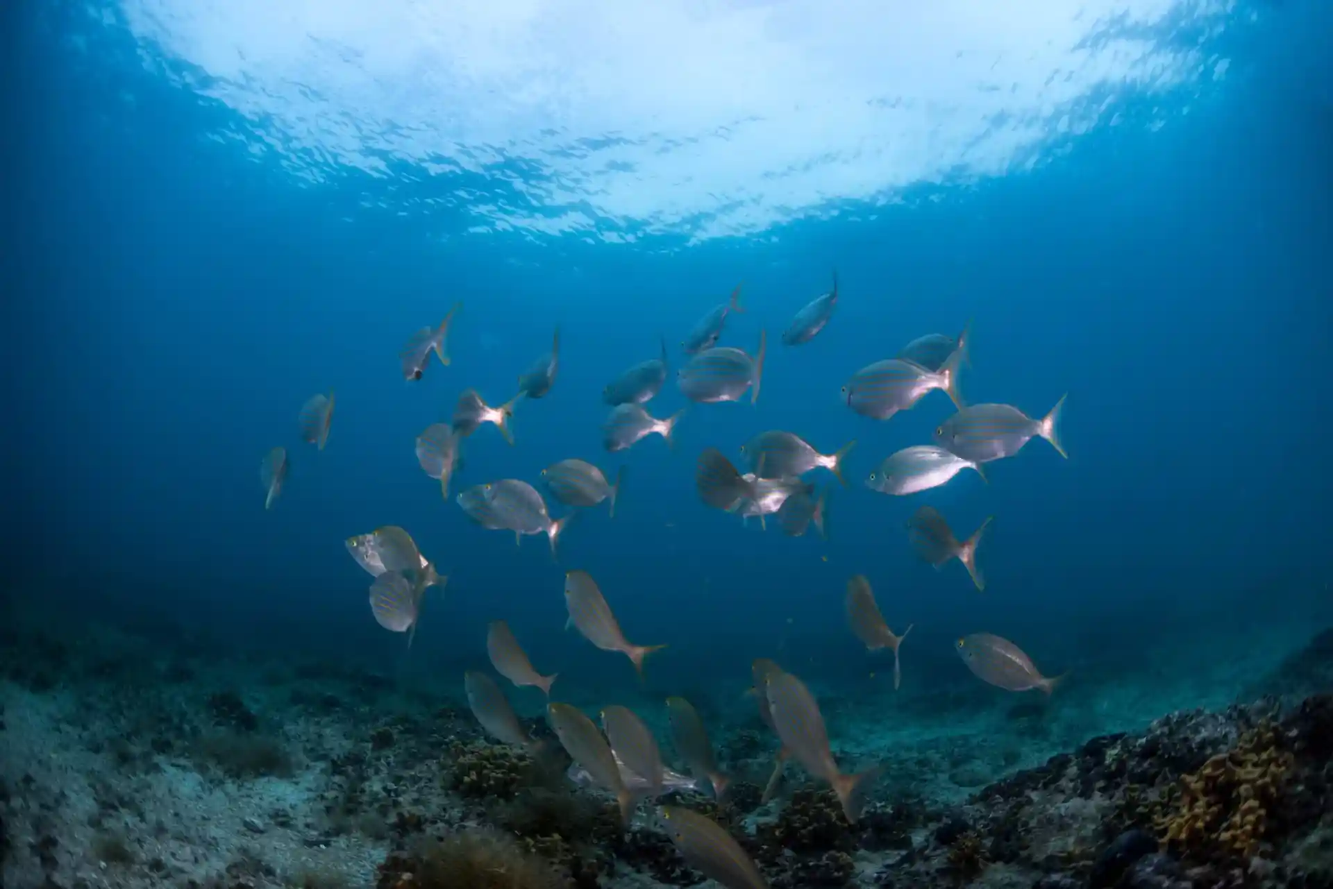 Foto van de duiklocatie