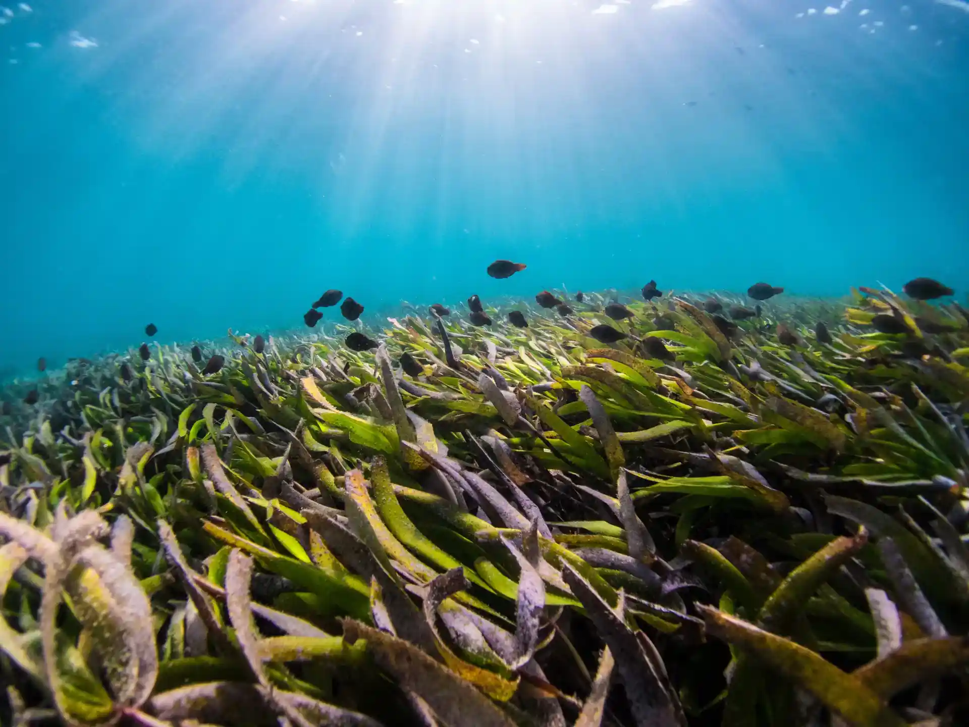 Dive site photo
