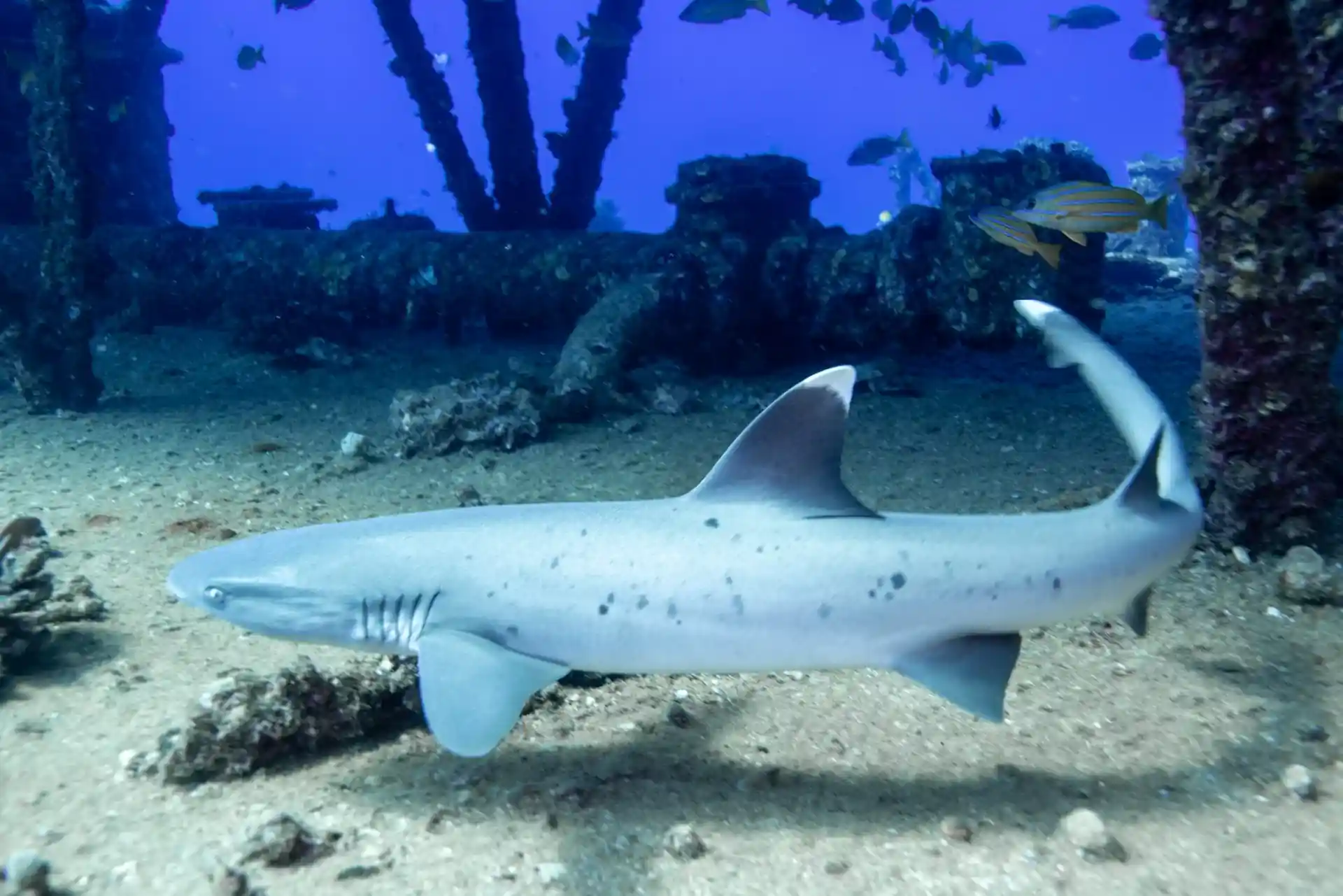 Dive shop photo