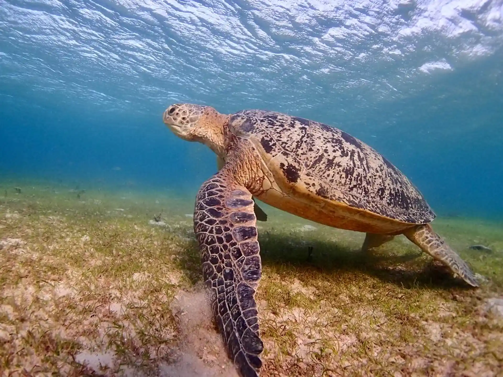 Just 300m metres away from the center enjoy snorkeling withe the turtles