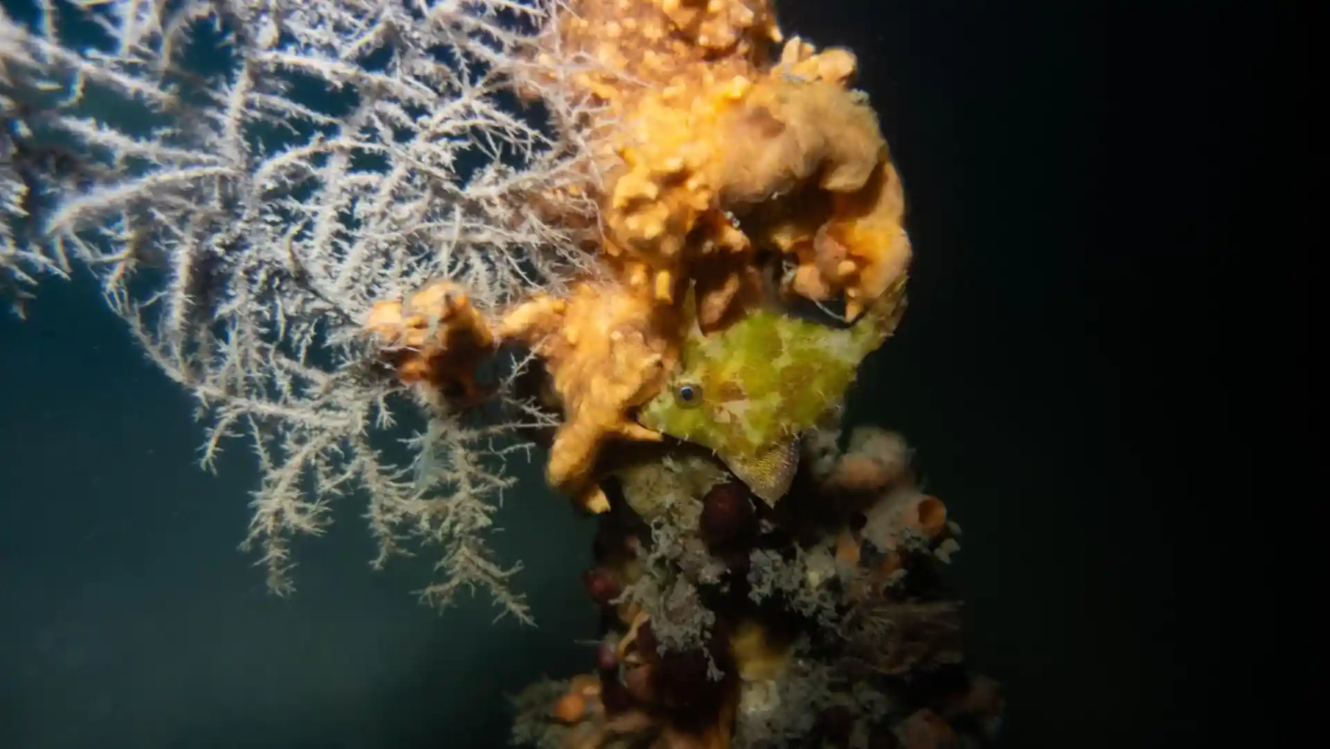 다이빙 포인트 사진