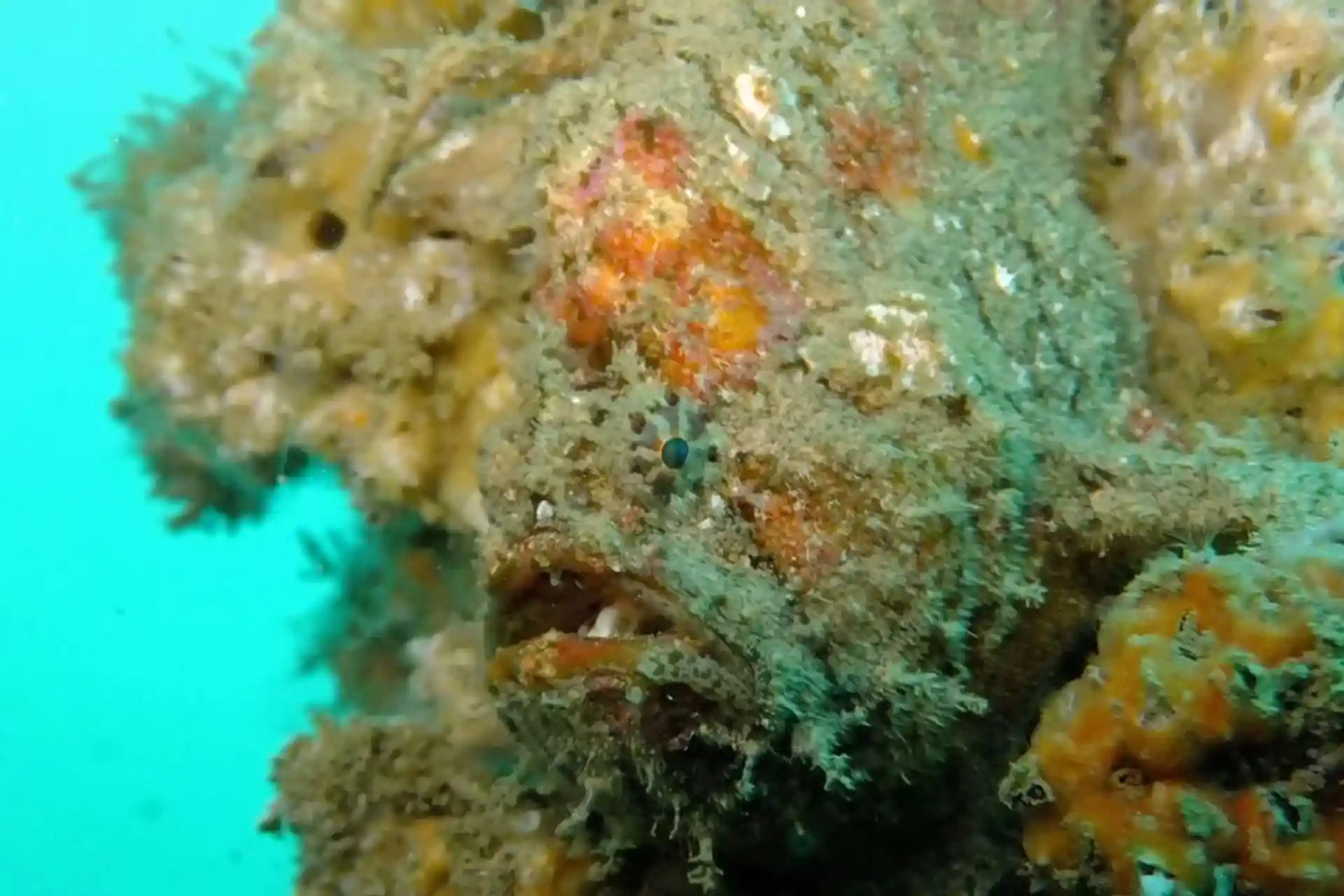 Dive site photo