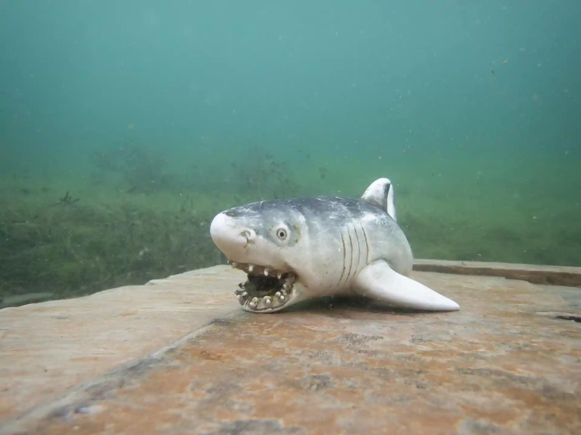 Dive site photo