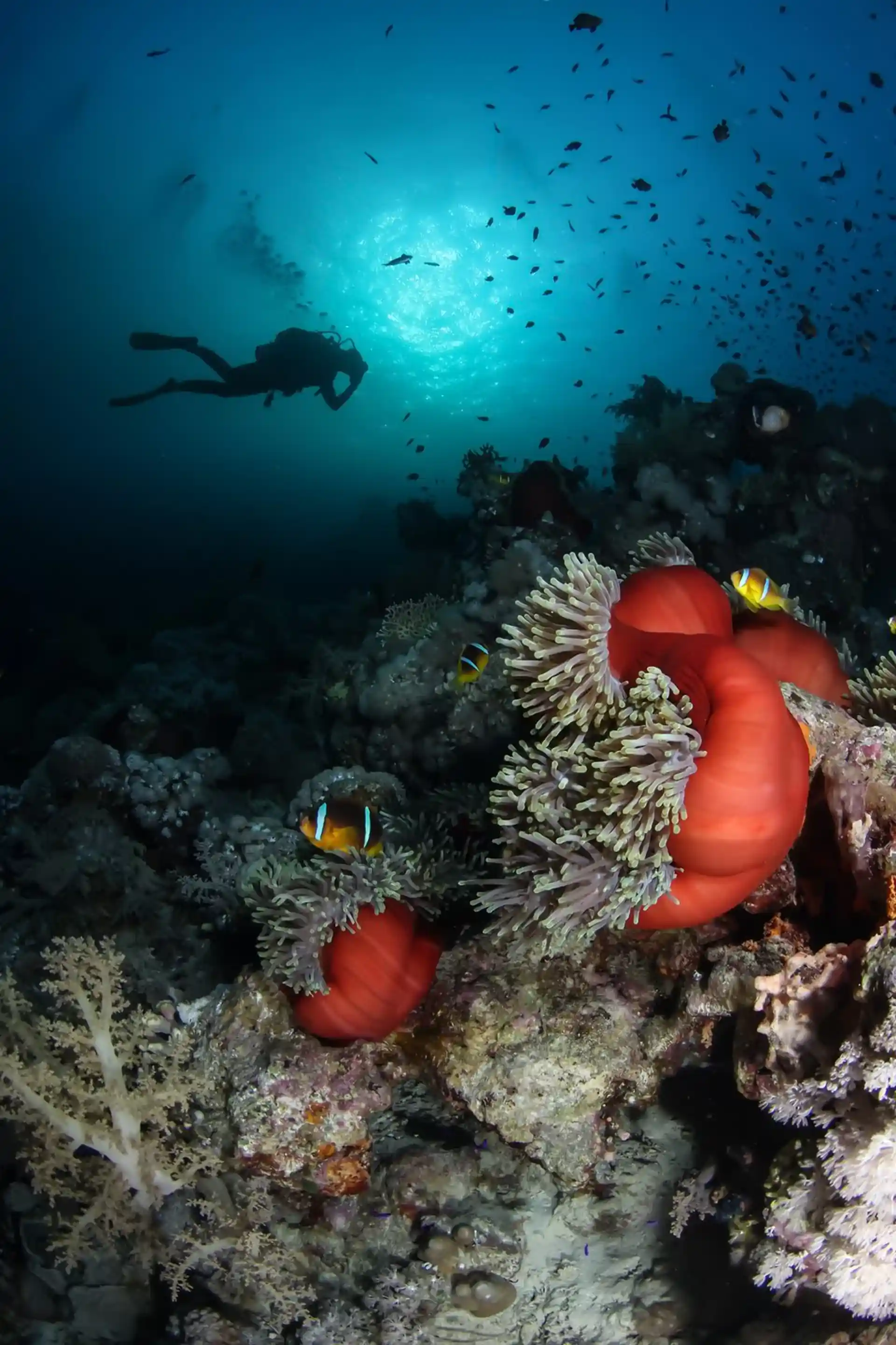 Dive site photo
