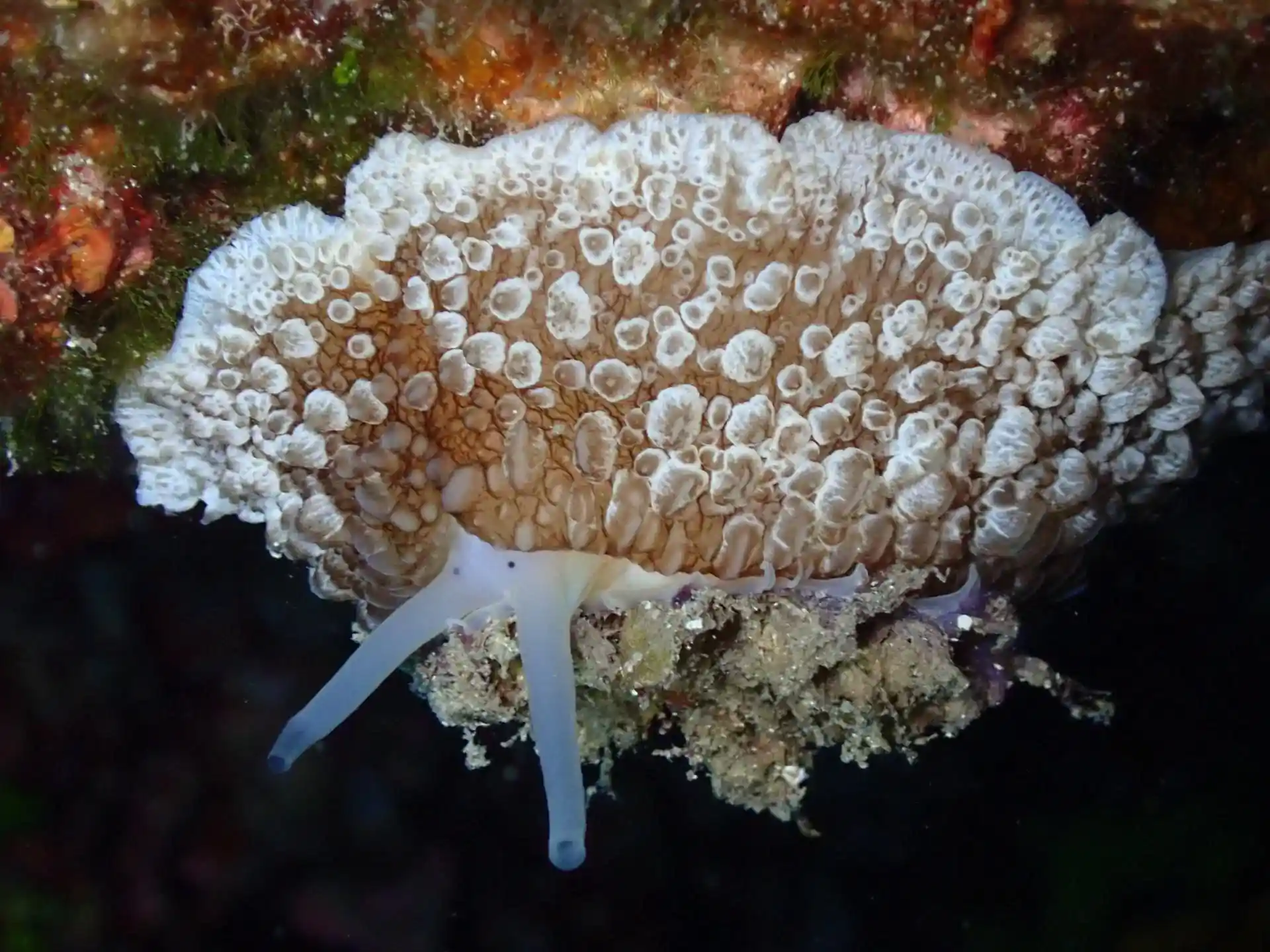 Dive site photo
