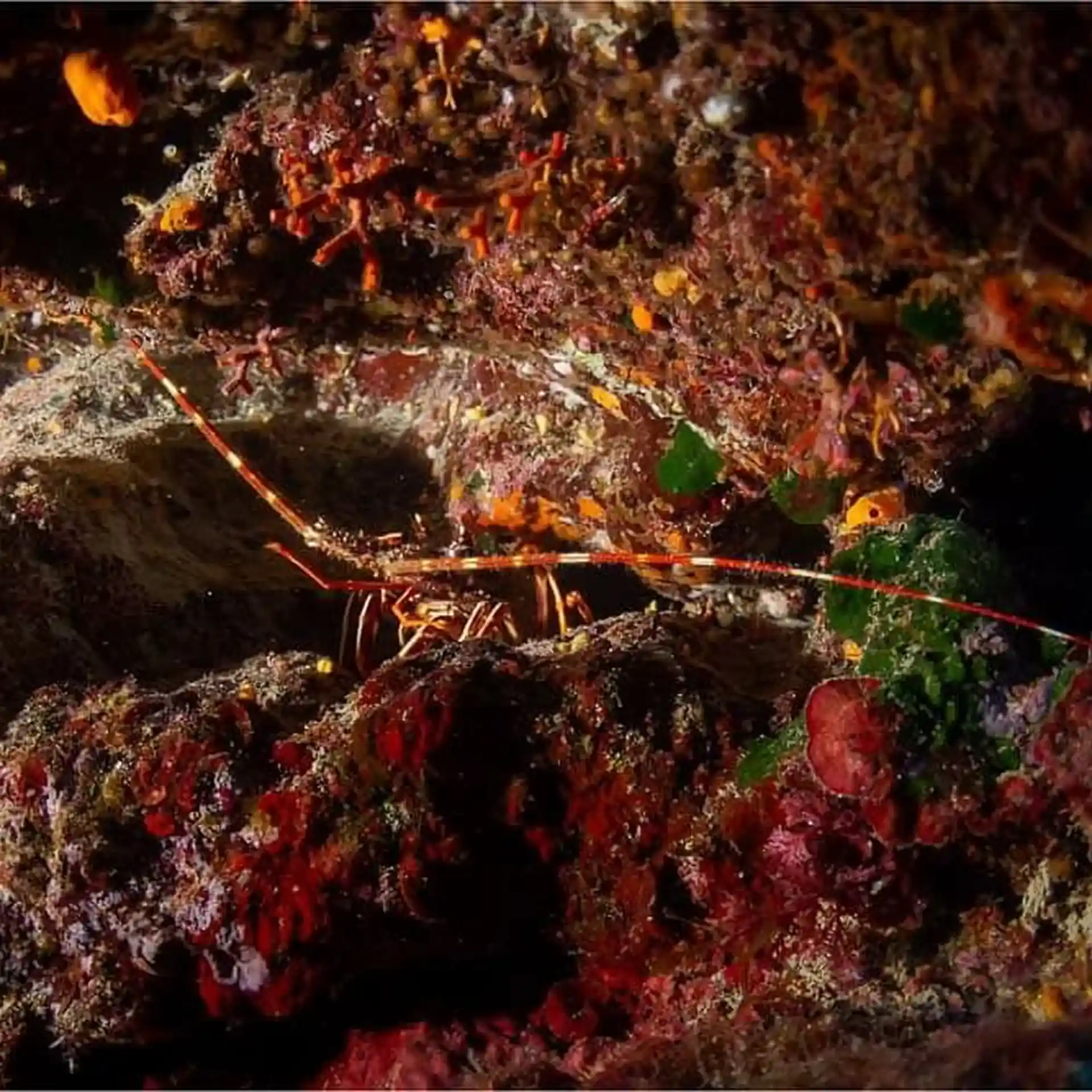 Dive site photo