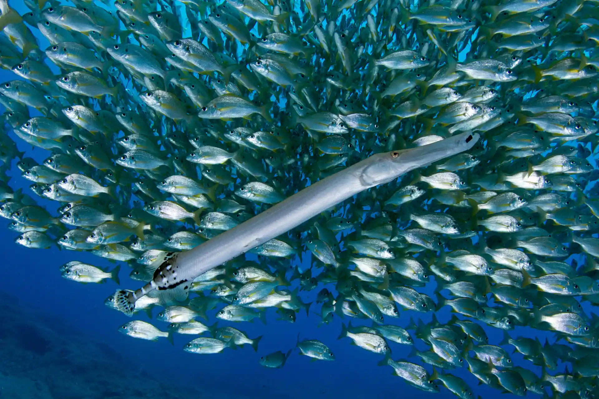 Foto de la actividad