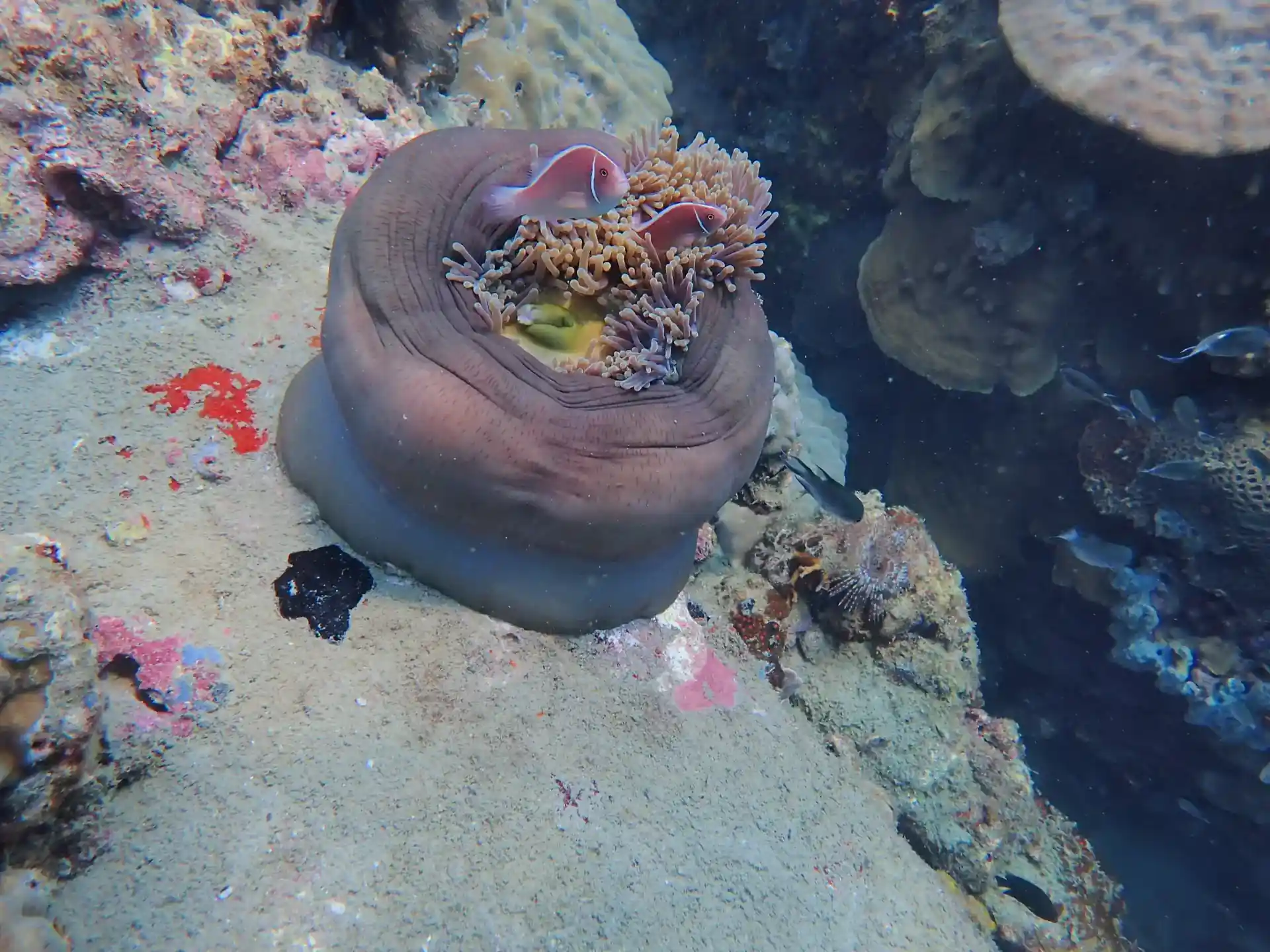Dive site photo