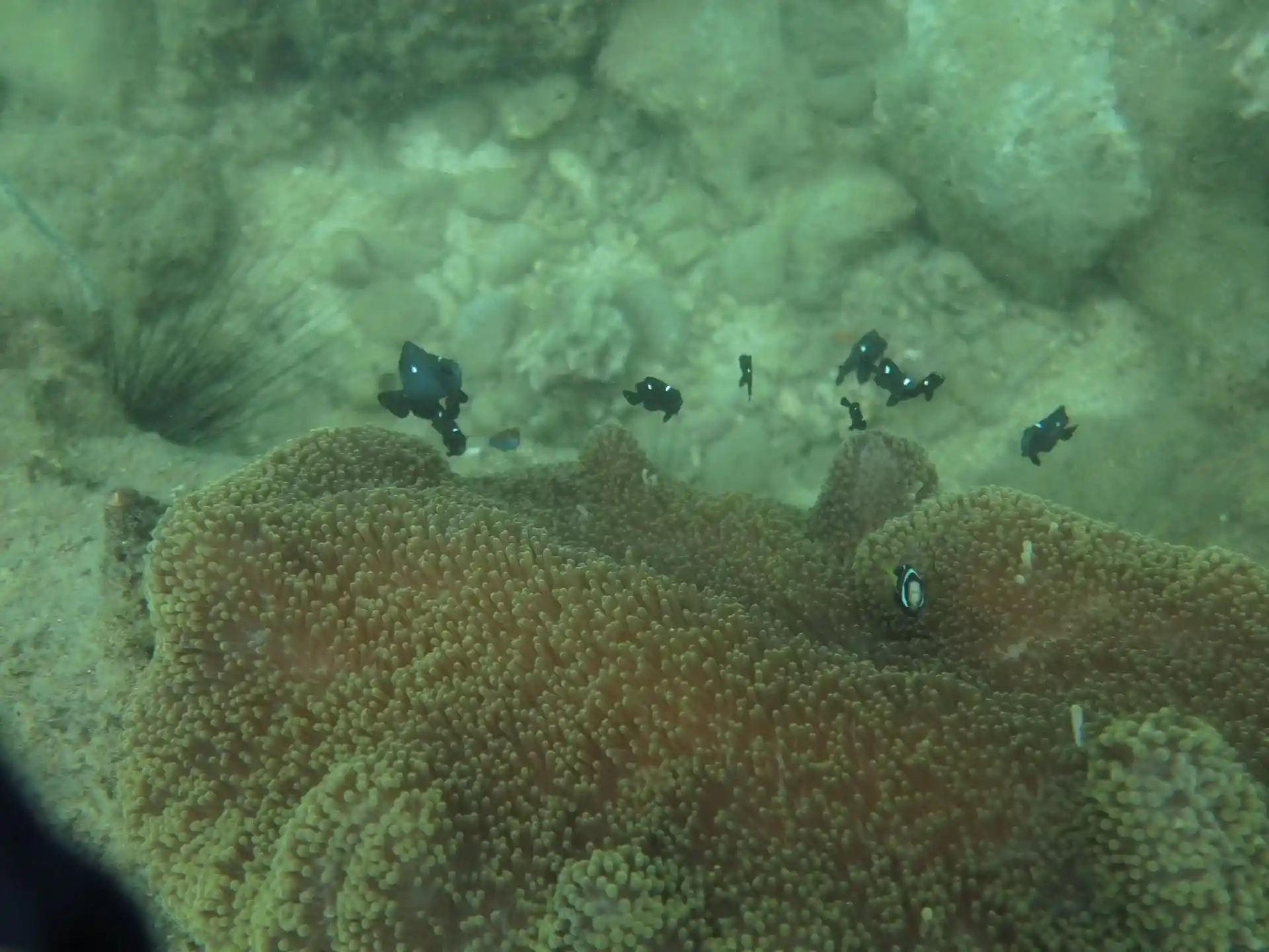 ダイビングサイトの写真