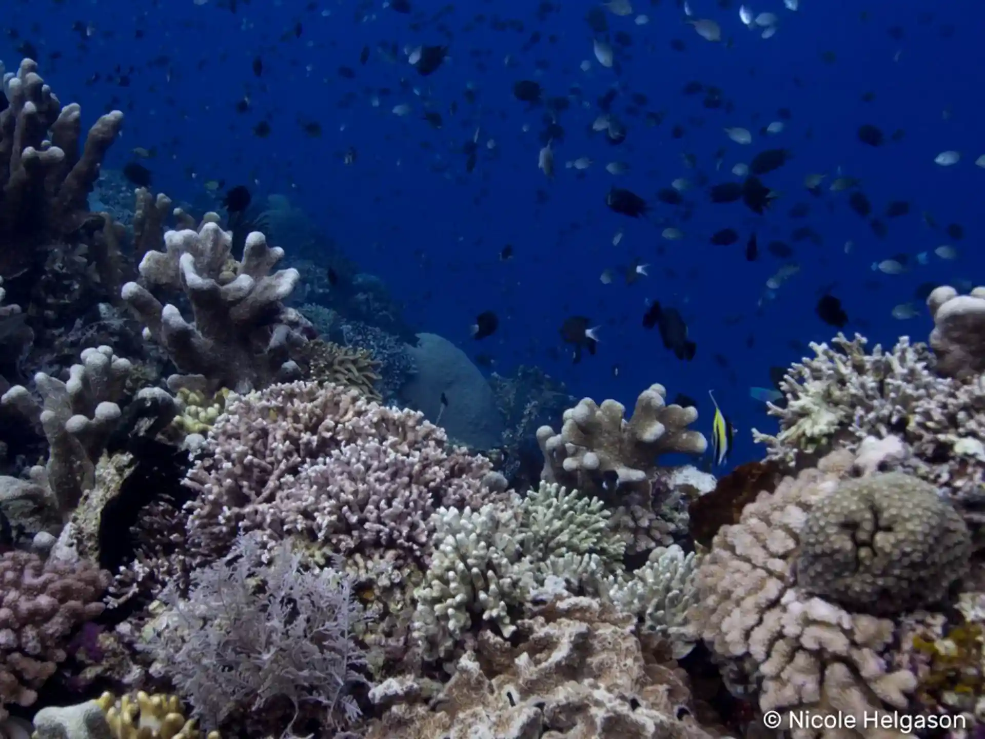 Dive site photo