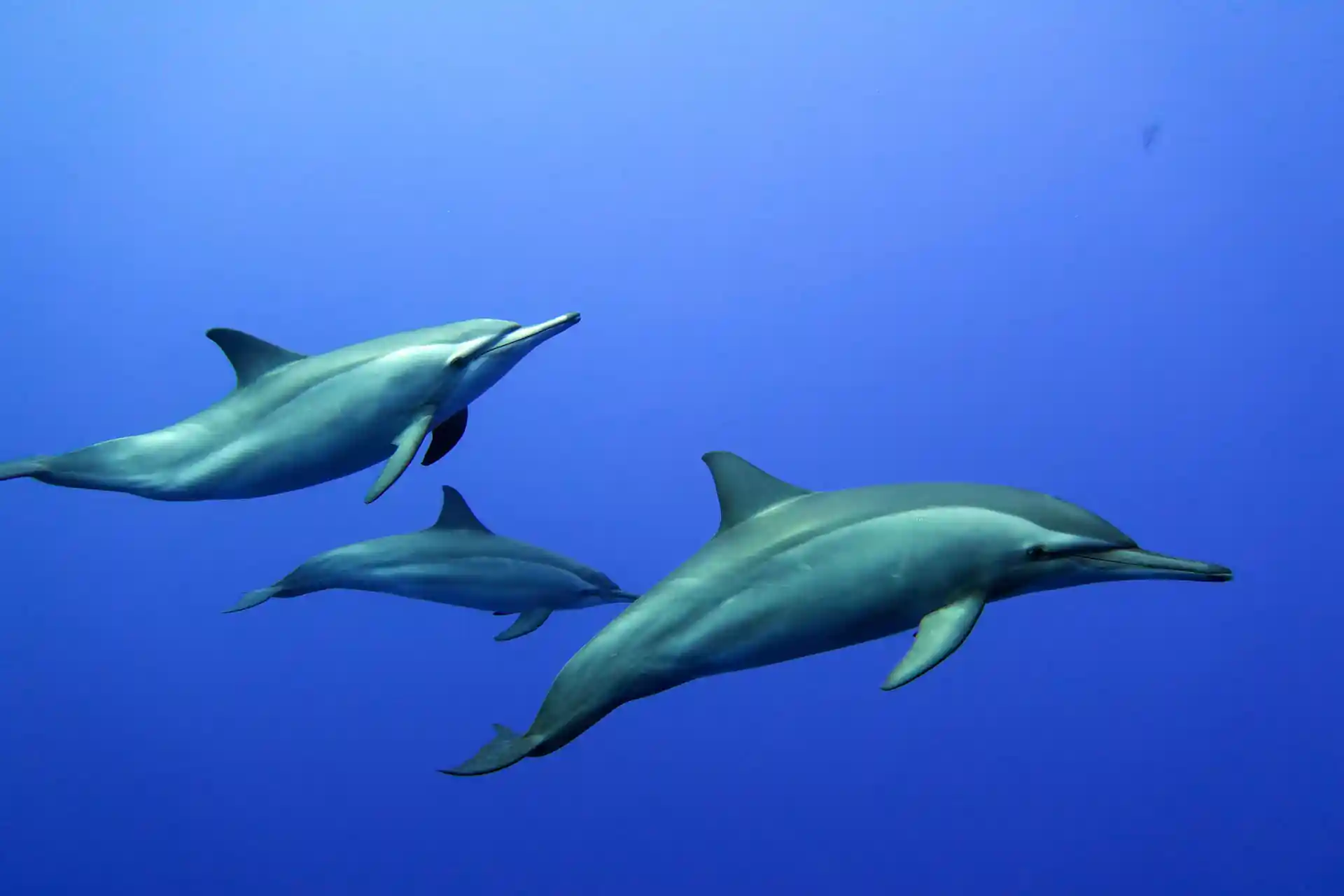 Photo de l'activité