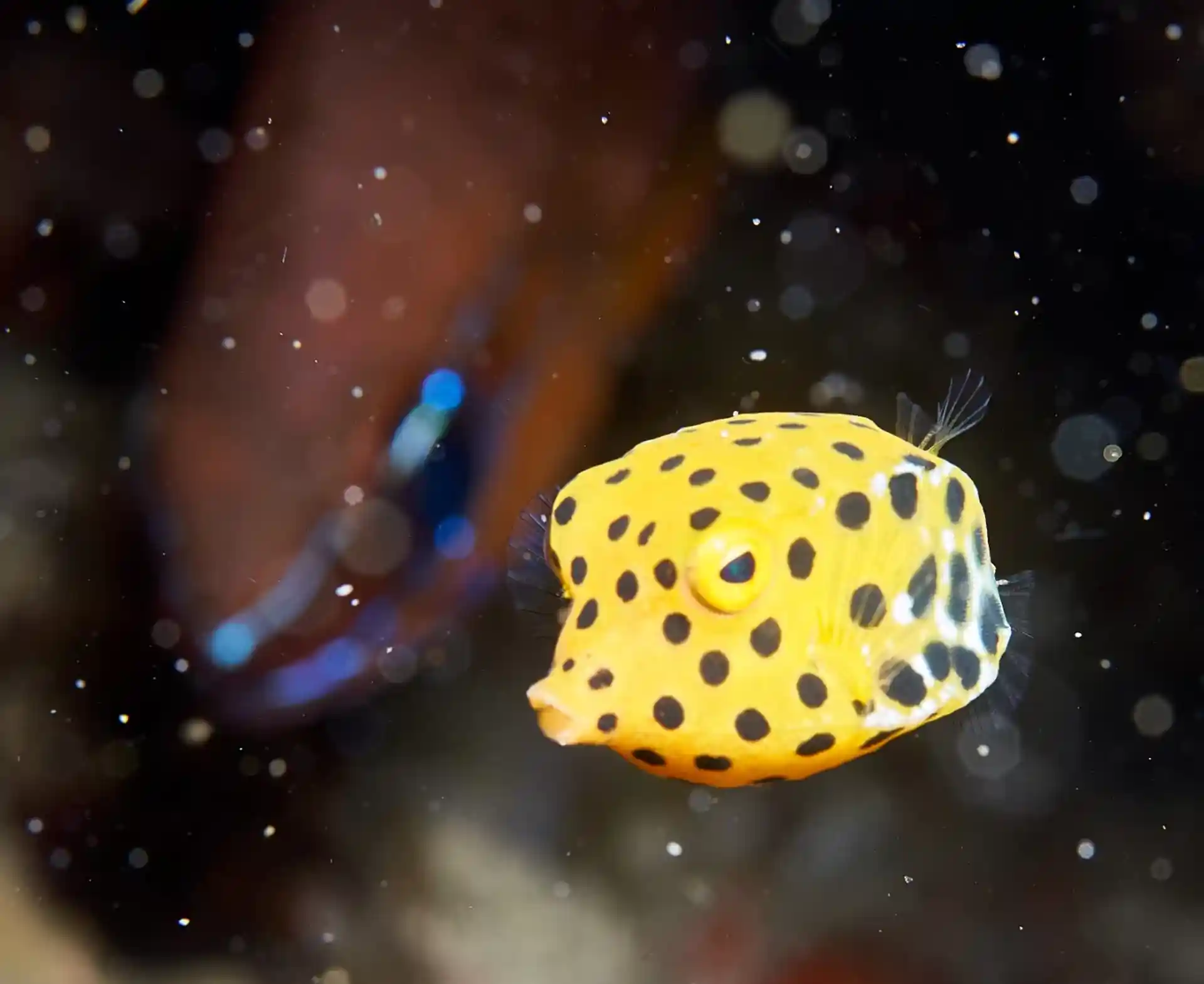 ダイビングサイトの写真