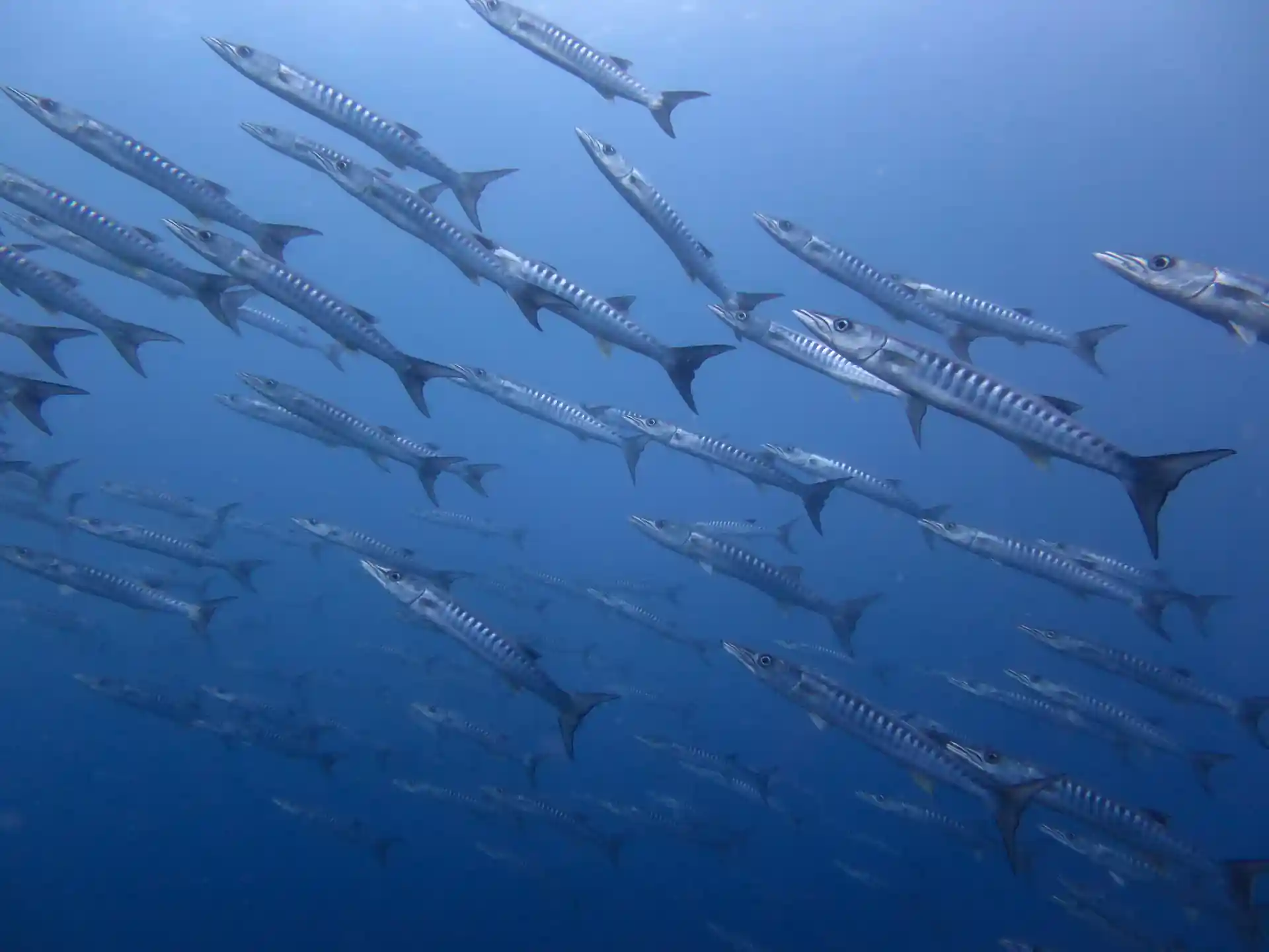 Schools of reef fish and pelagic species