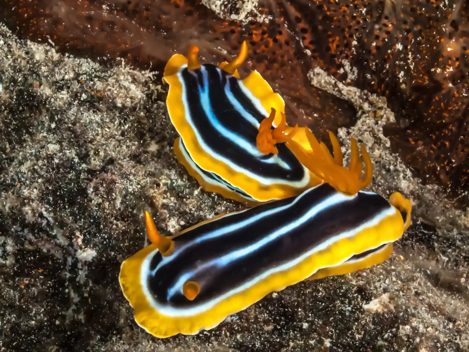 Dive site photo