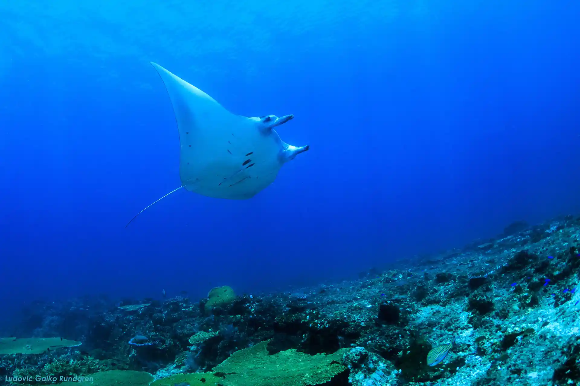 dive with manta ray in Komodo with dragon dive
