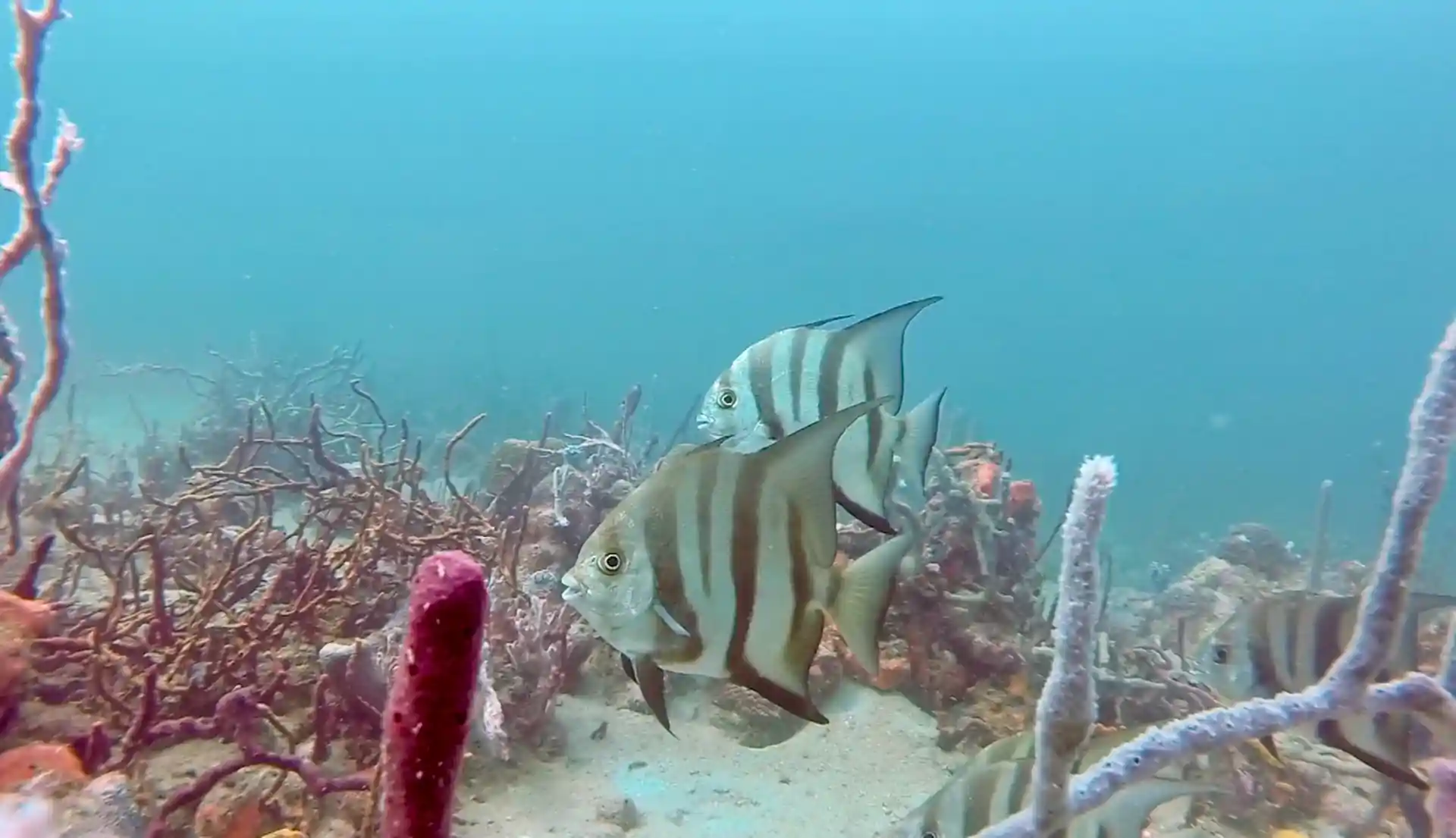 Geh und sieh dir diese exotischen Fische an!