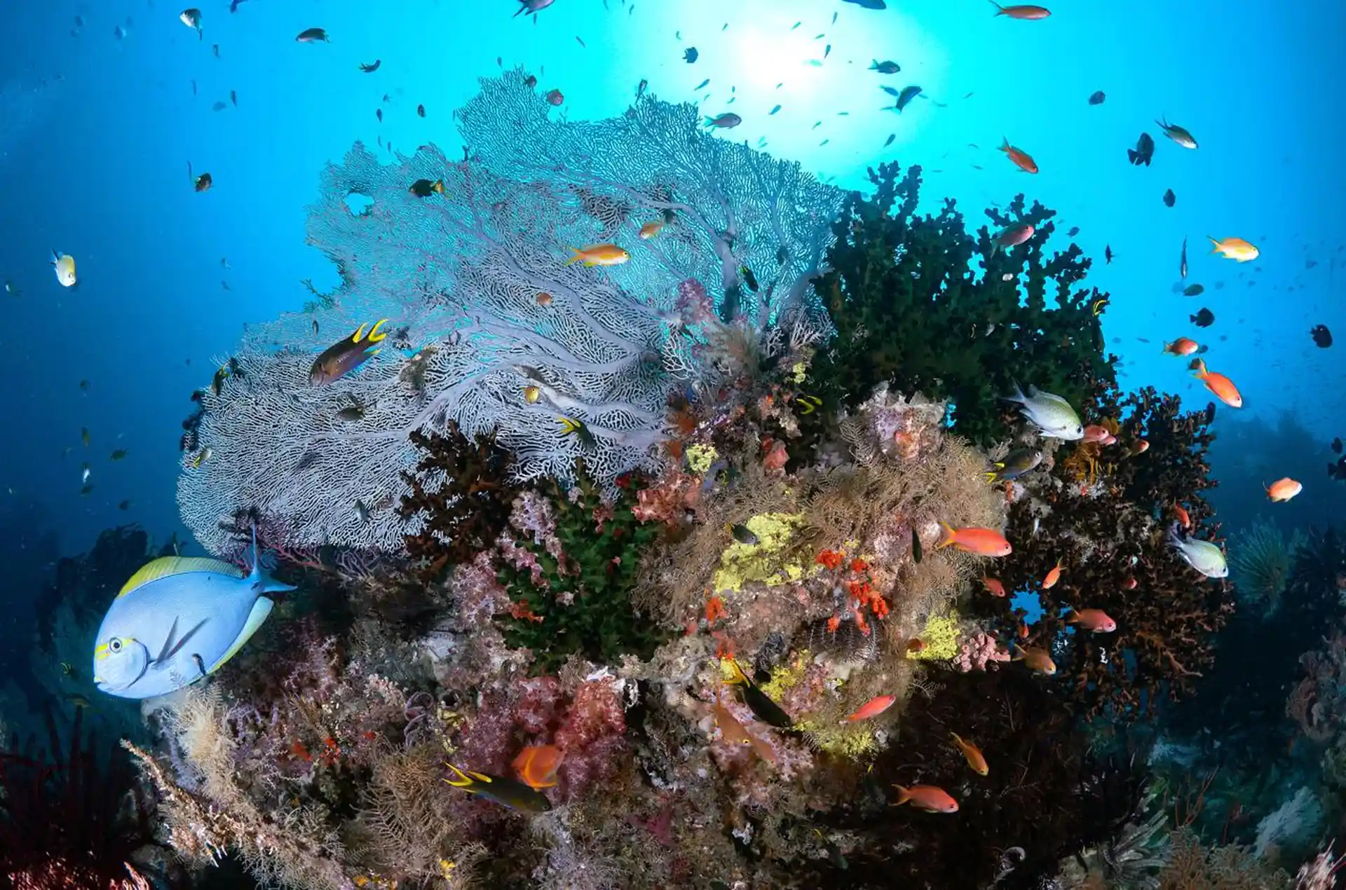 Dive shop photo