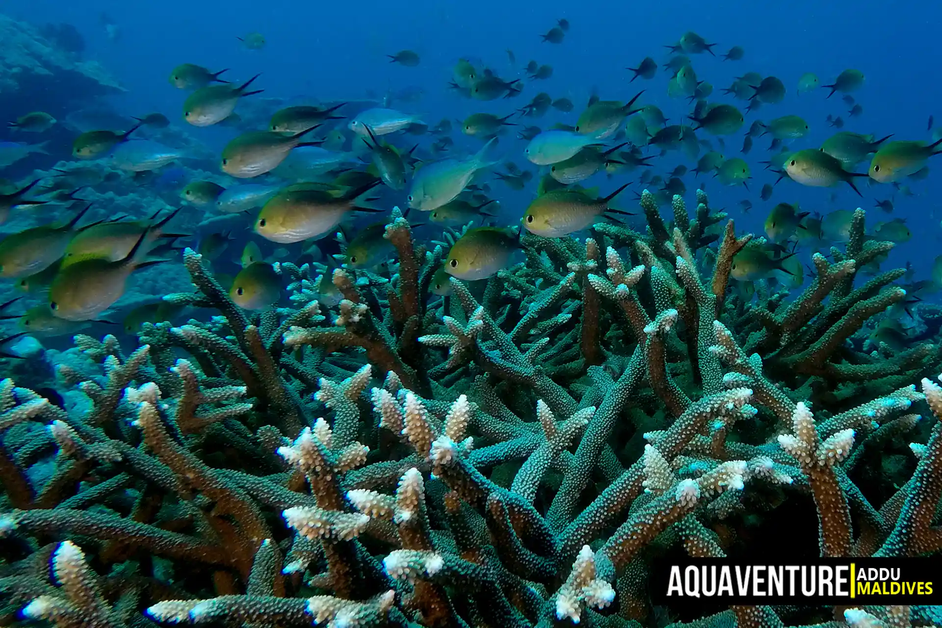 Foto del sitio de buceo