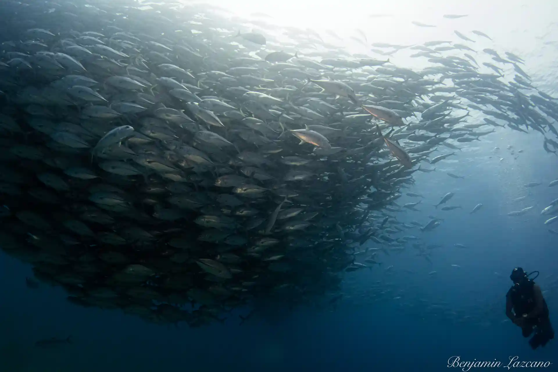 Un extremo del Jack Tornedo en Cabo Pulmo