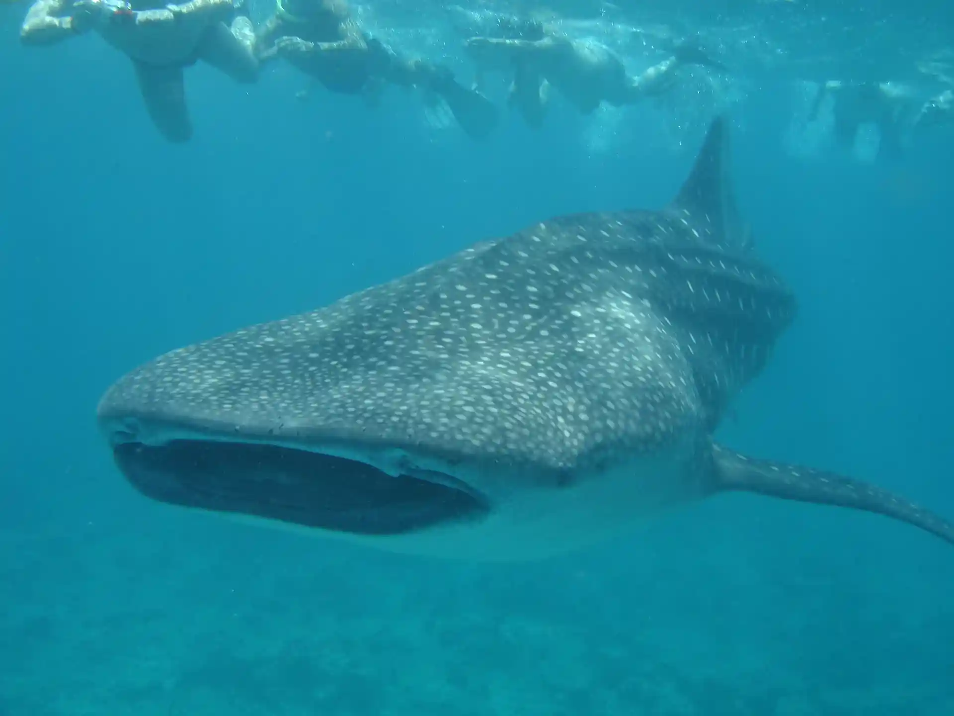 Photo du site de plongée