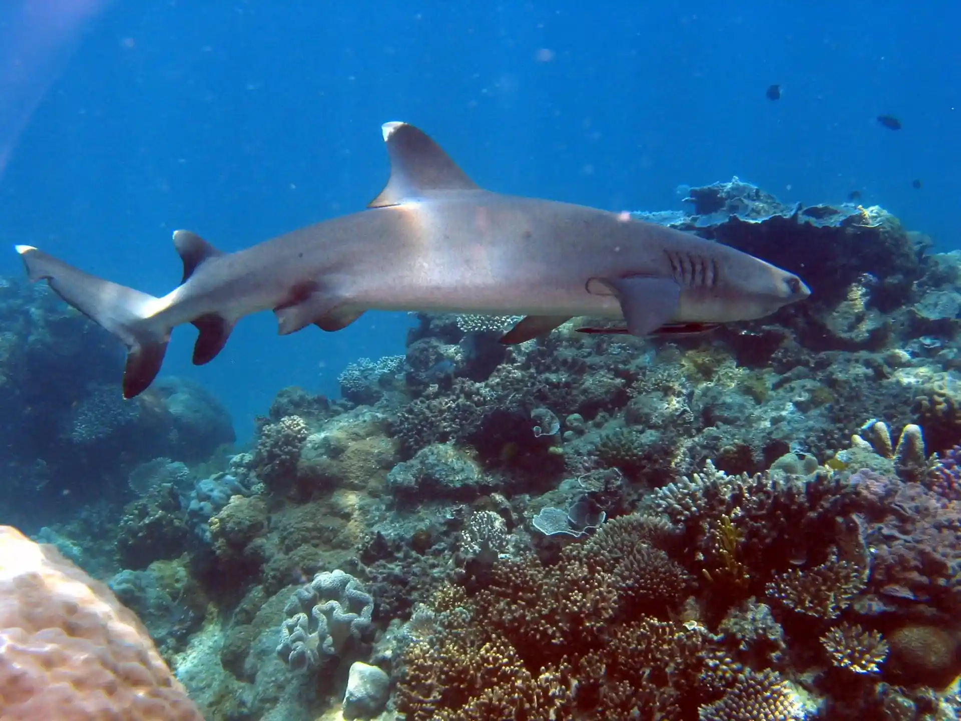 Dive site photo
