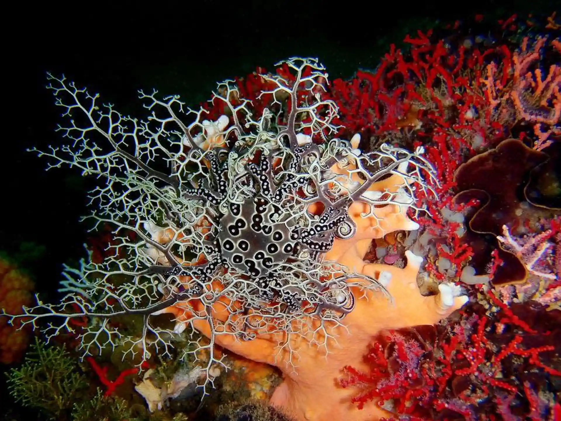 Foto des Tauchplatzes