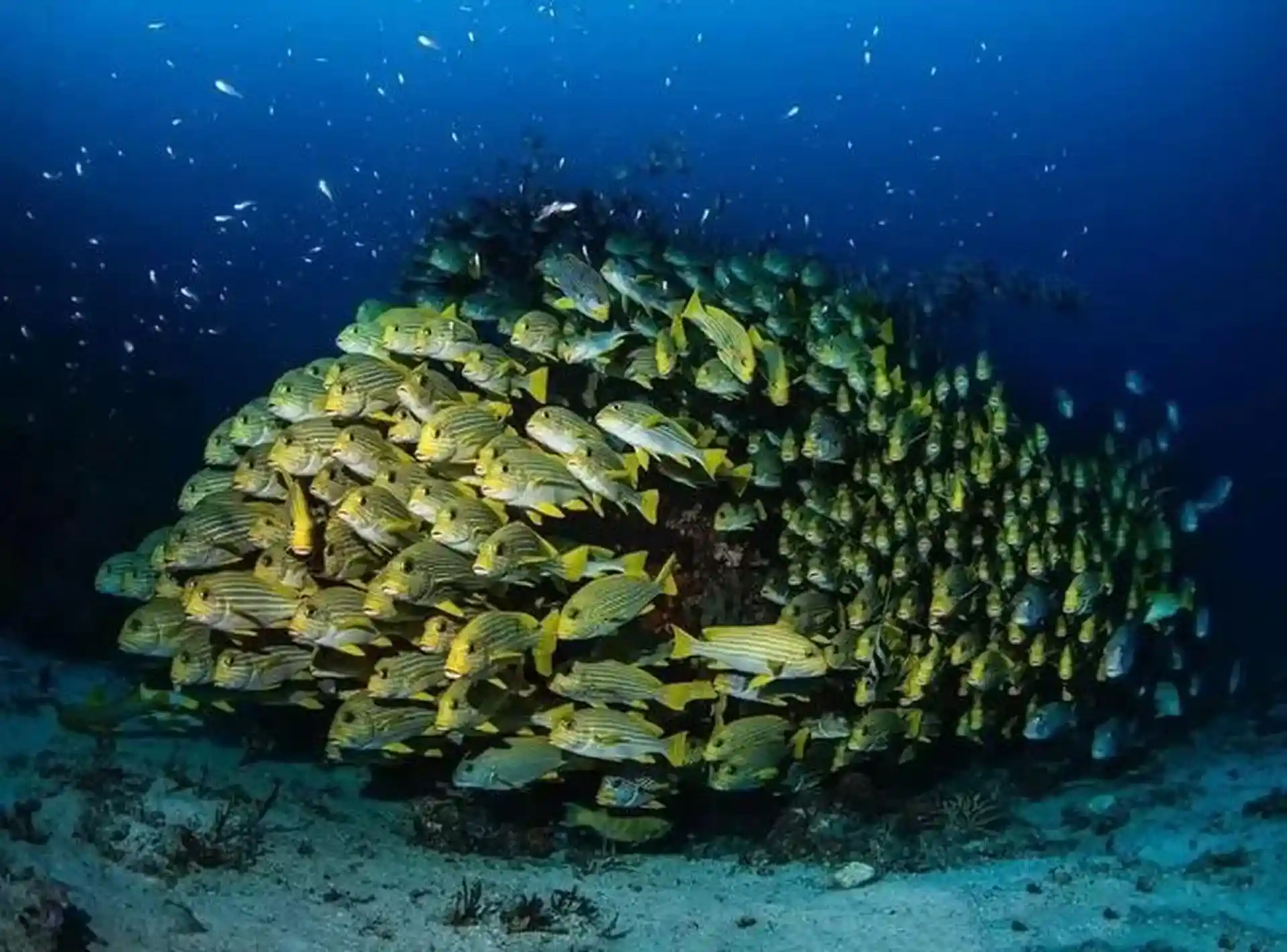 Dive site photo
