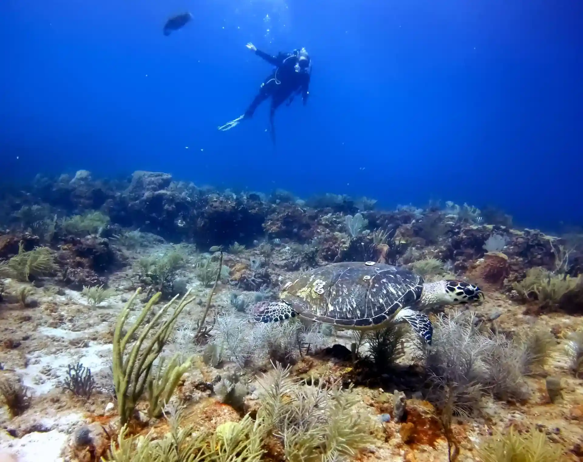Dive site photo