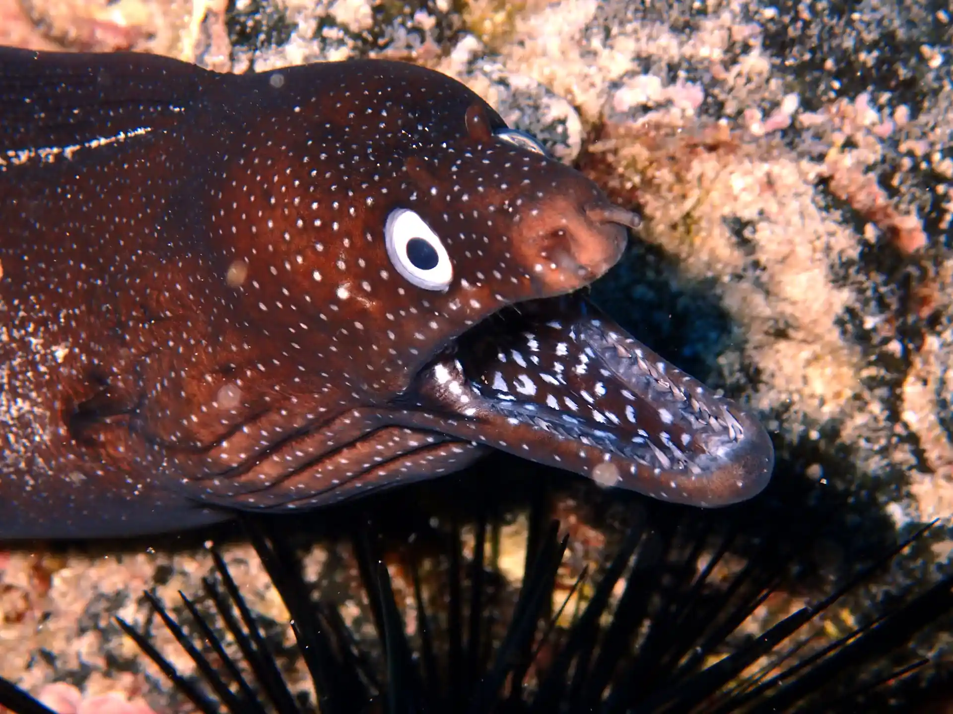 Moray eel