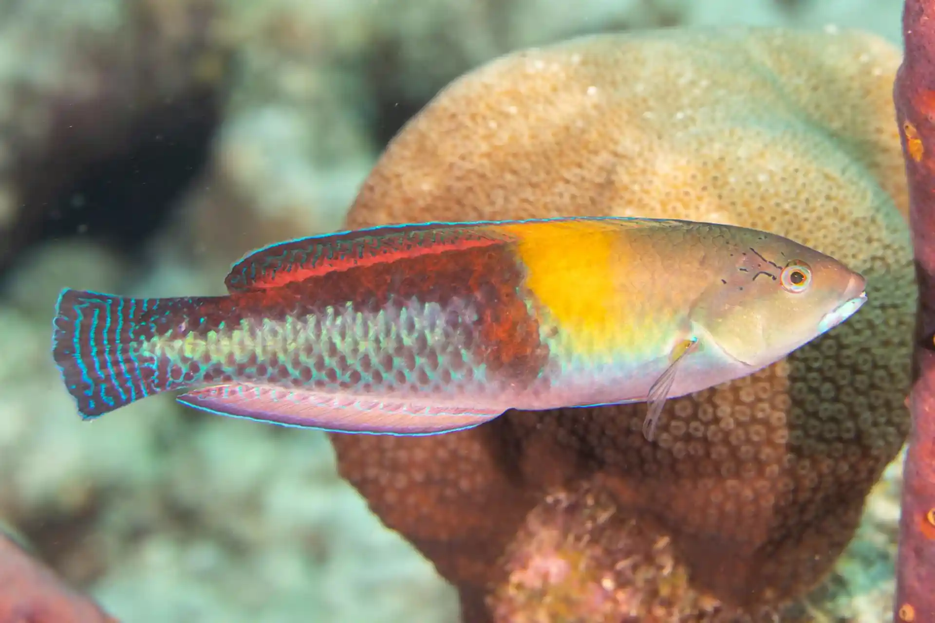 Dive site photo