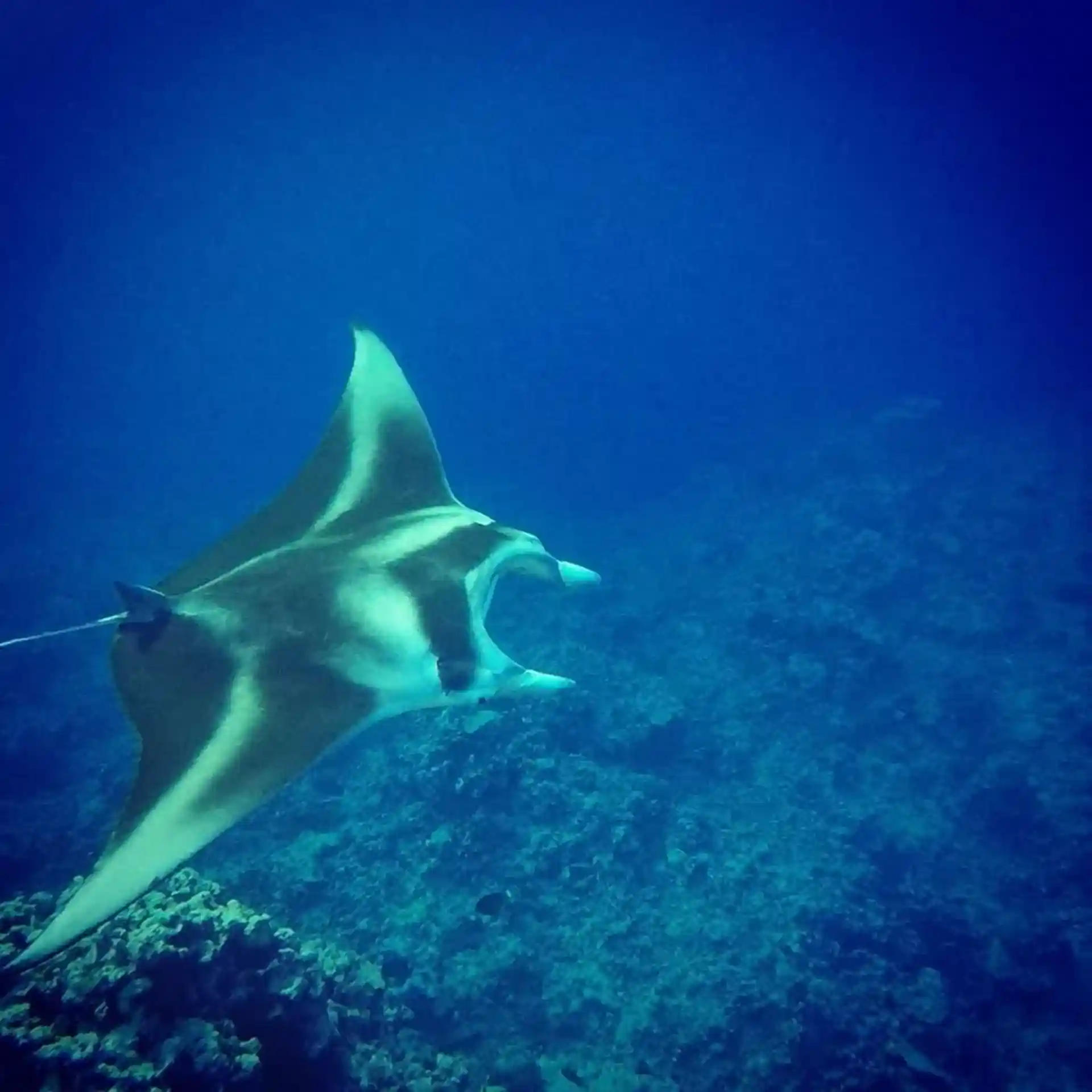 Dive shop photo
