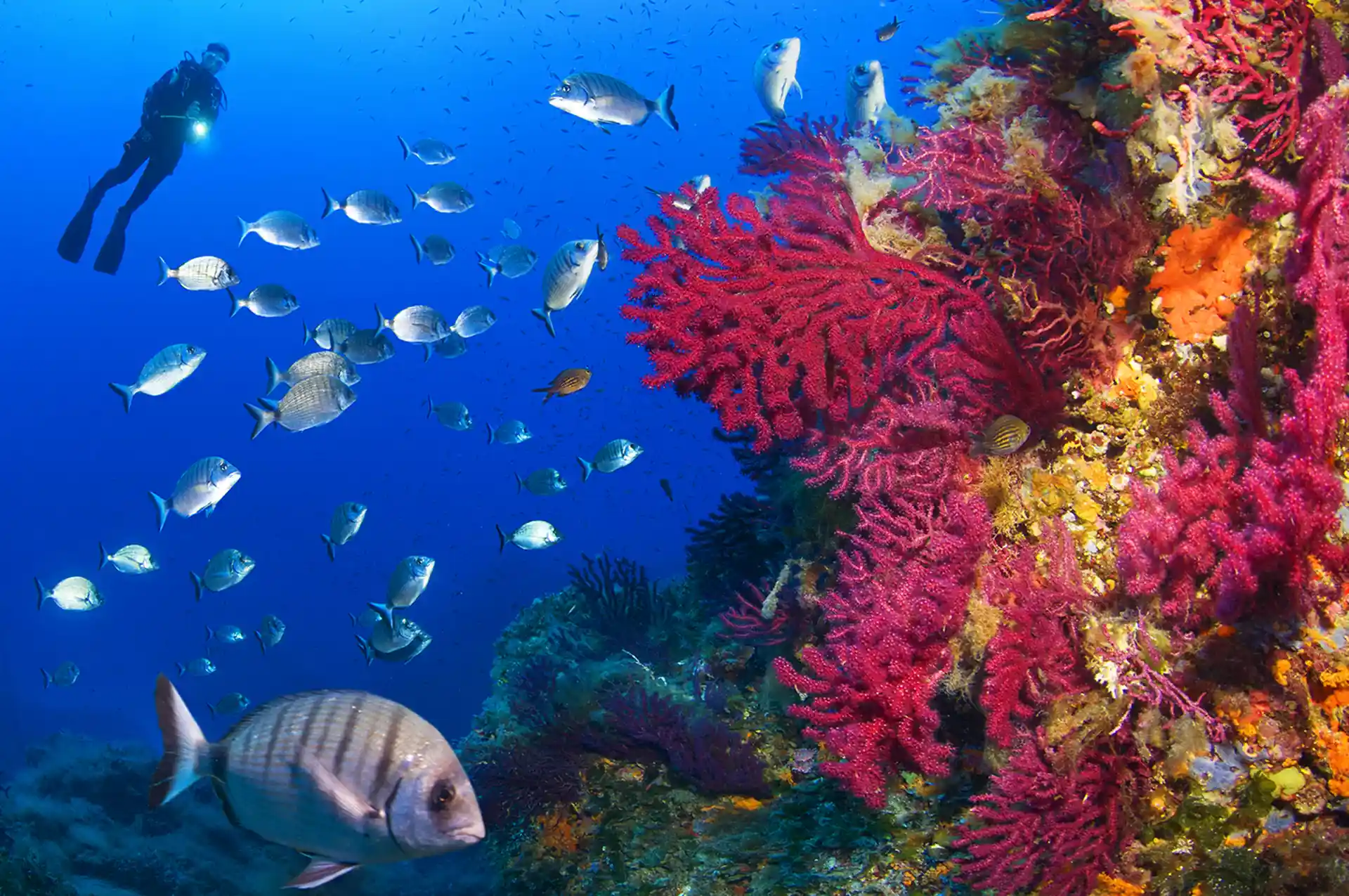 Amazing dive at Secca del Papa, considered one of the best dive spot of the whole Mediterranean Sea!