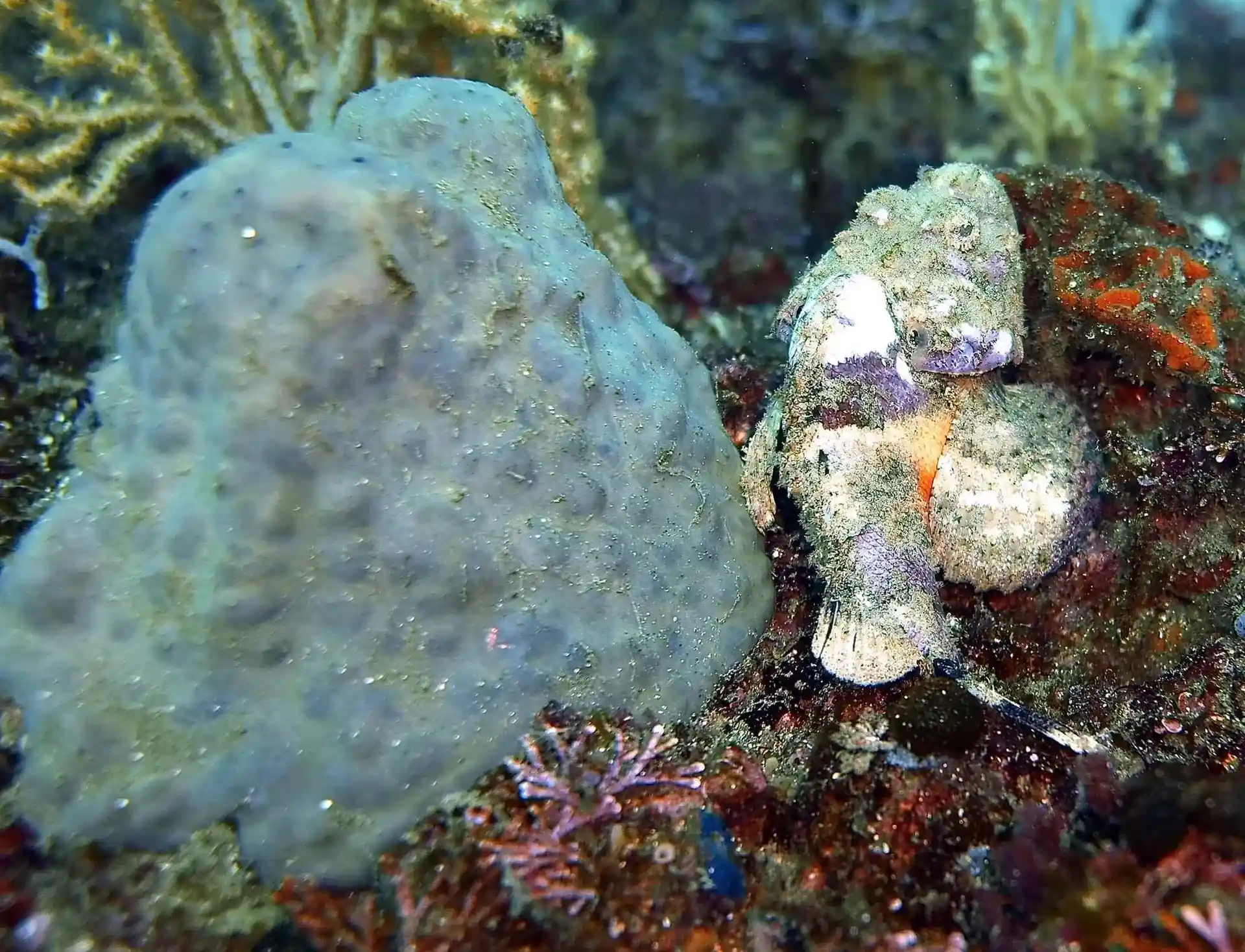 다이빙 포인트 사진