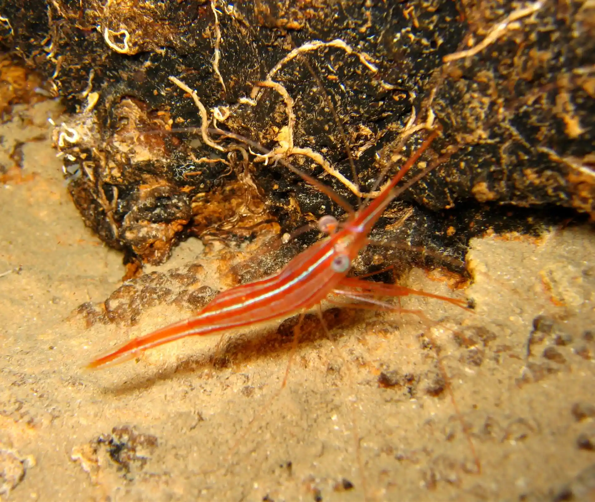 Cueva de camarones 1