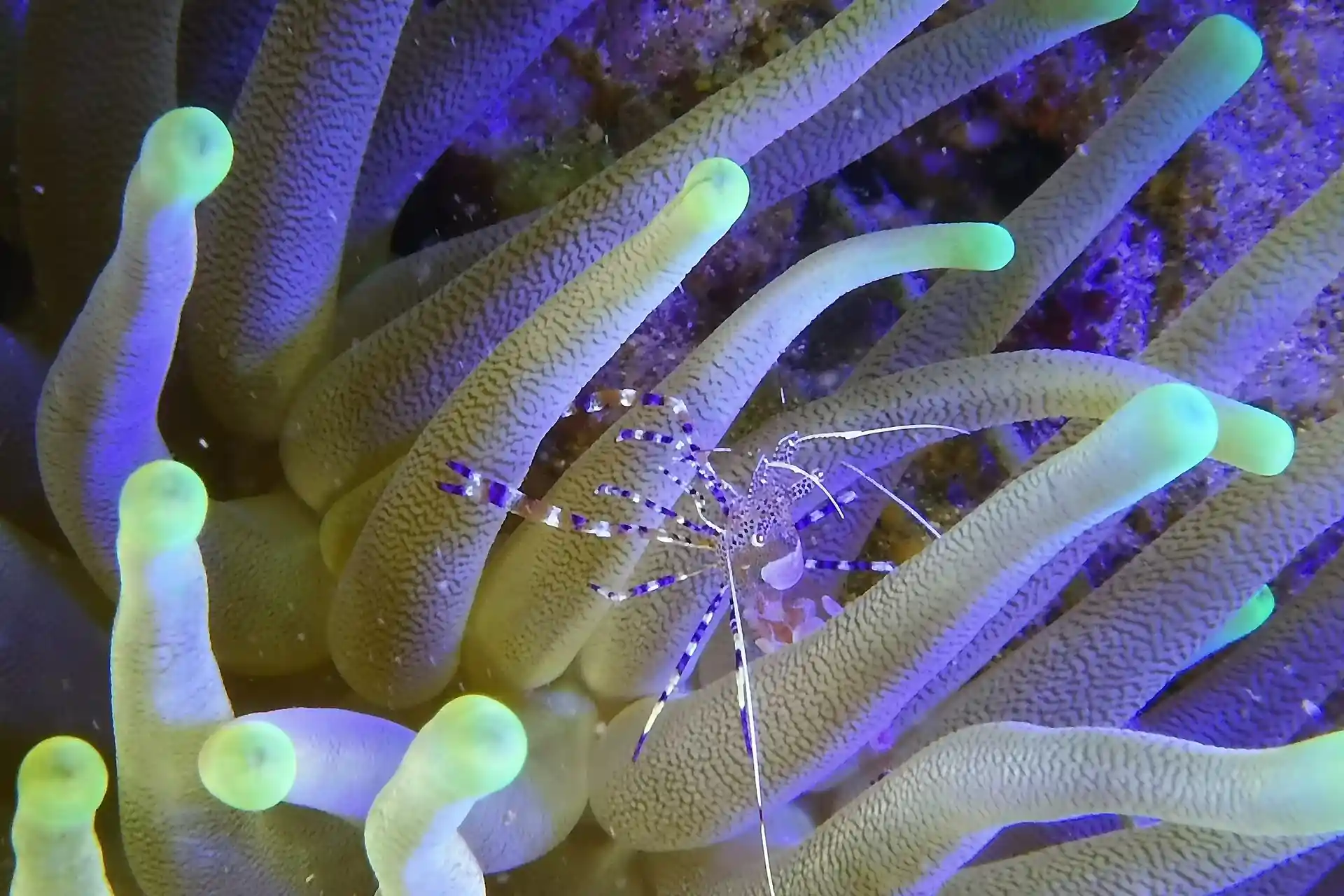 Dive site photo
