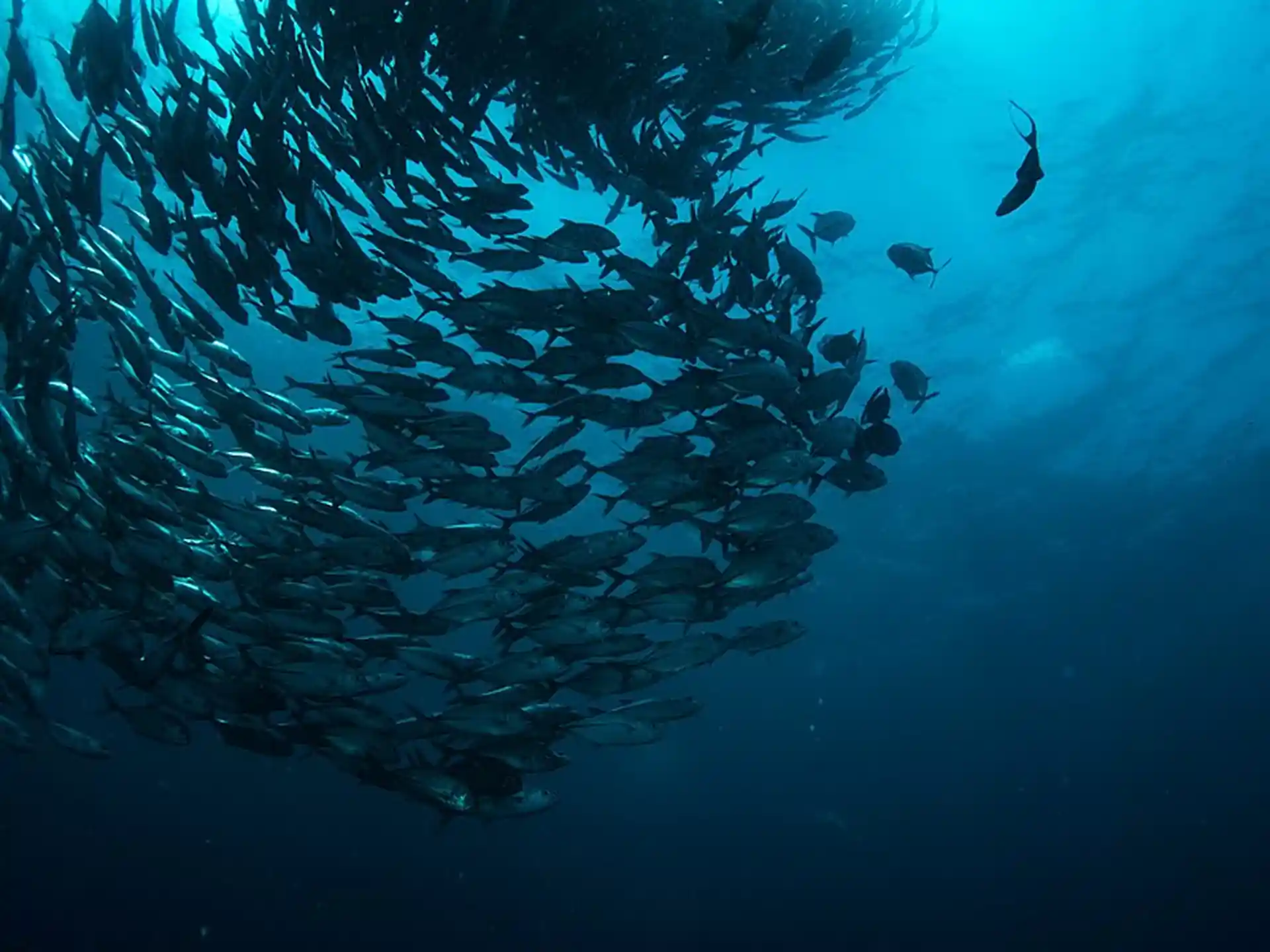 Dive site photo