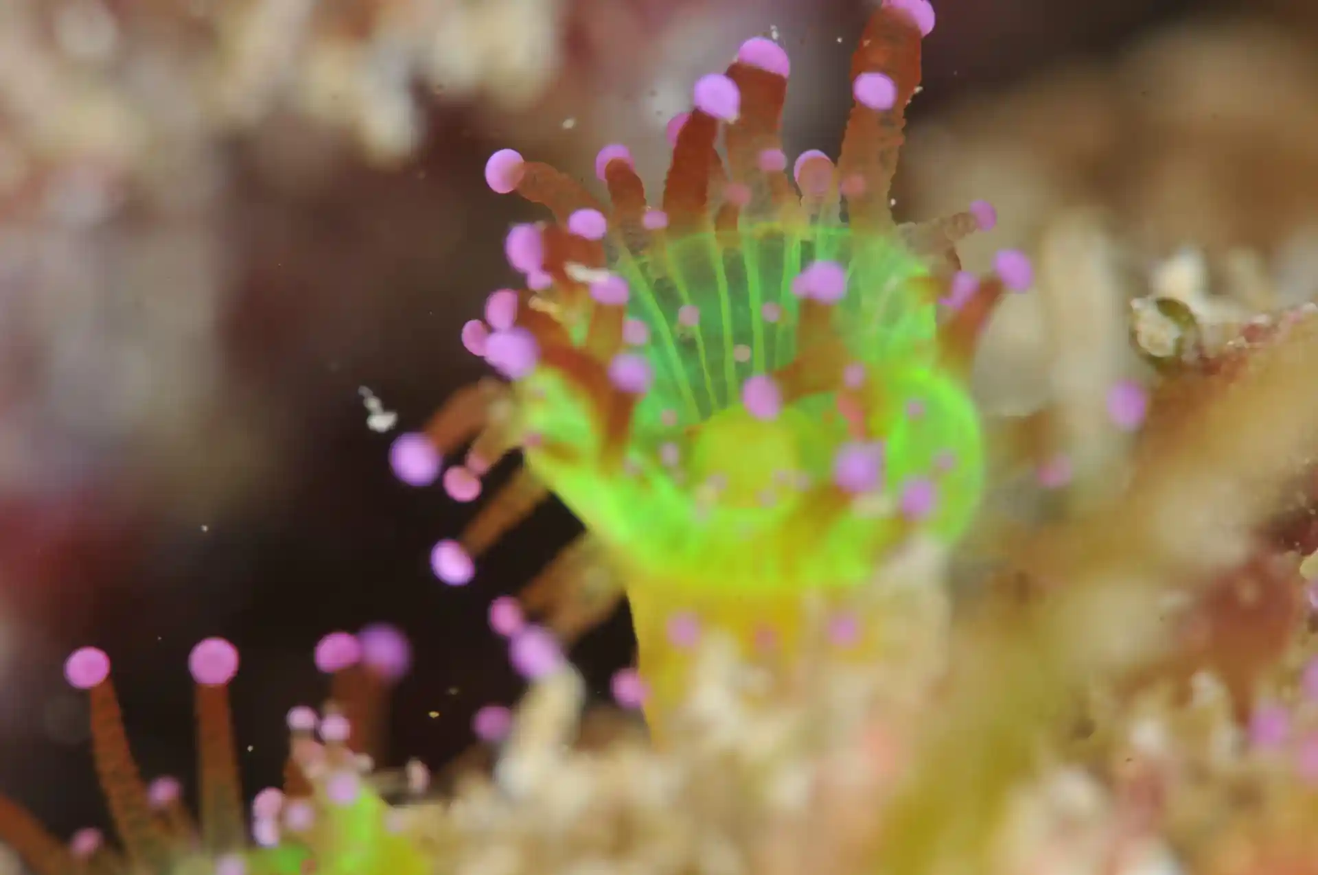 Dive site photo