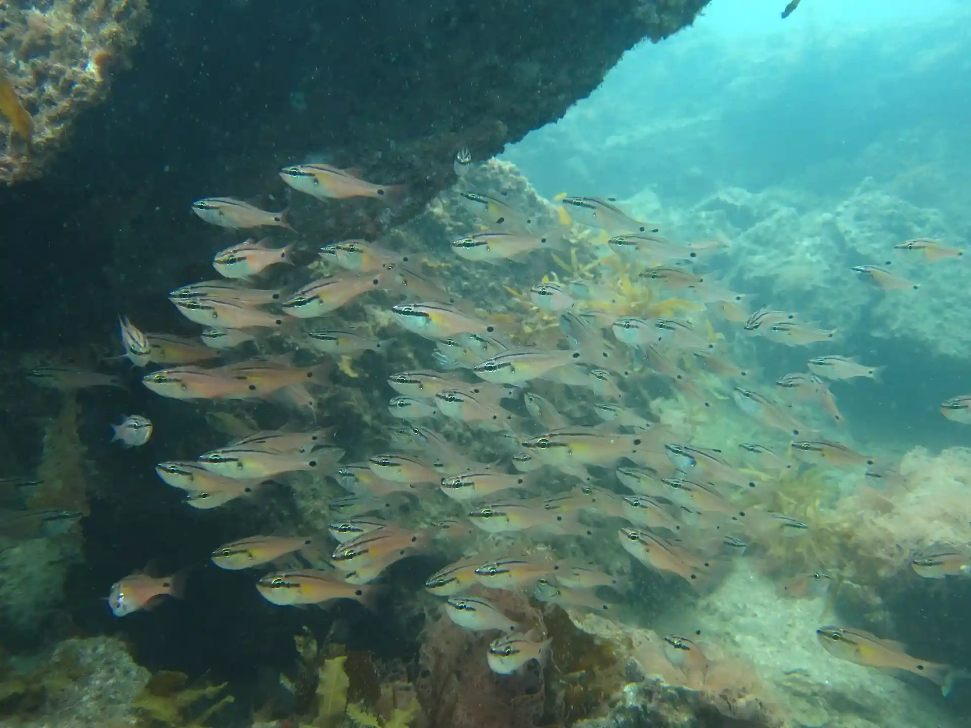 Foto del sitio de buceo