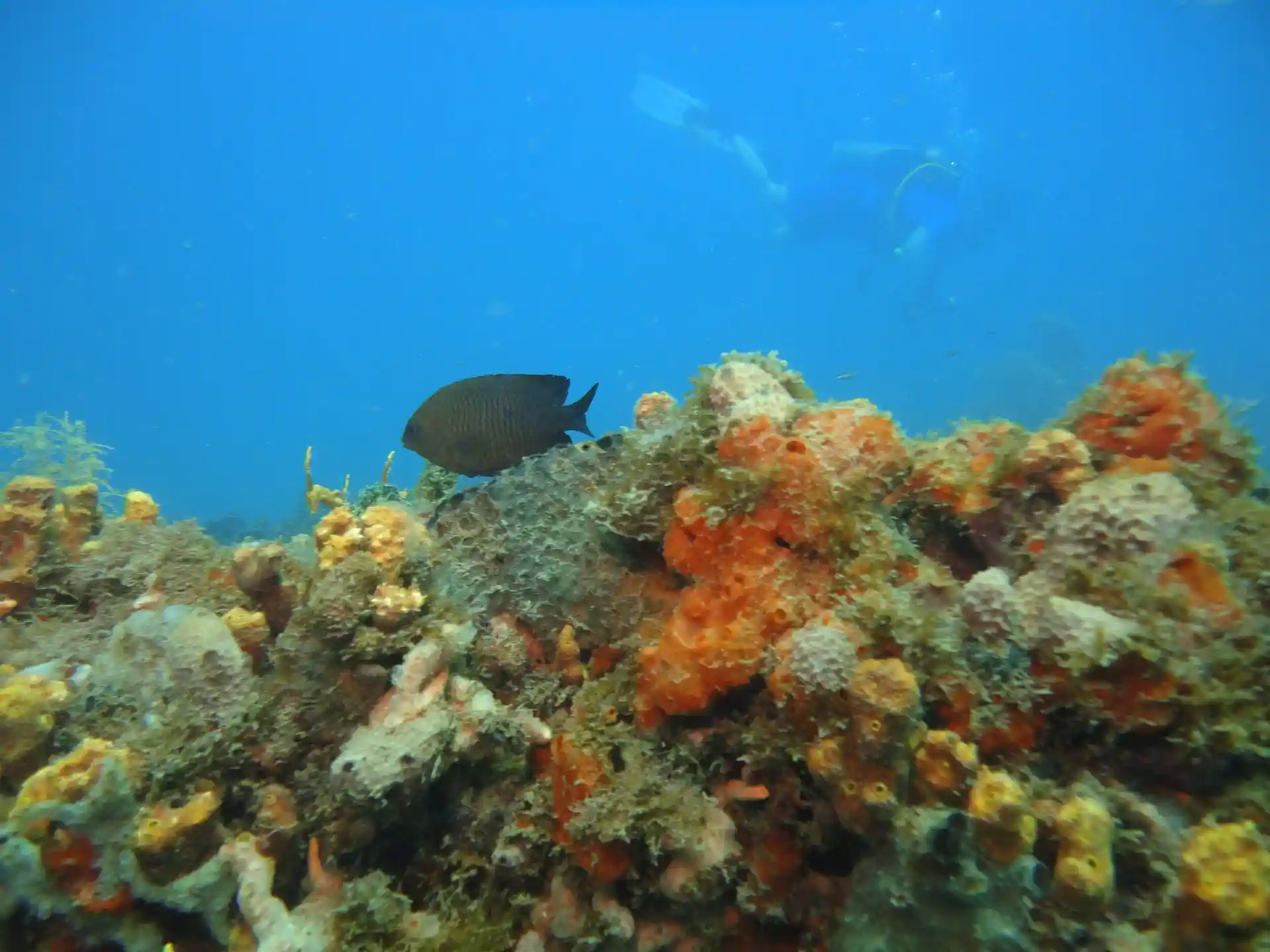 ダイビングサイトの写真