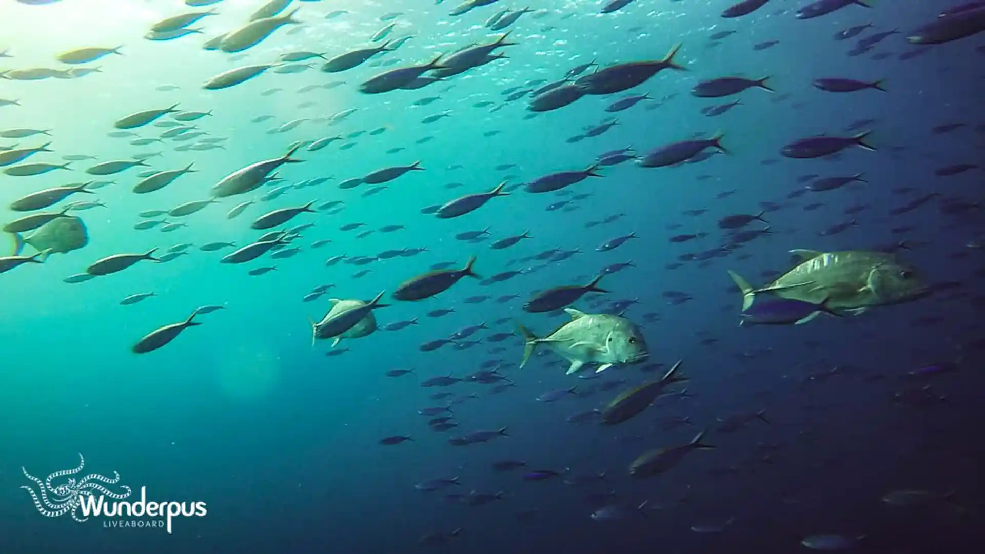 Dive shop photo
