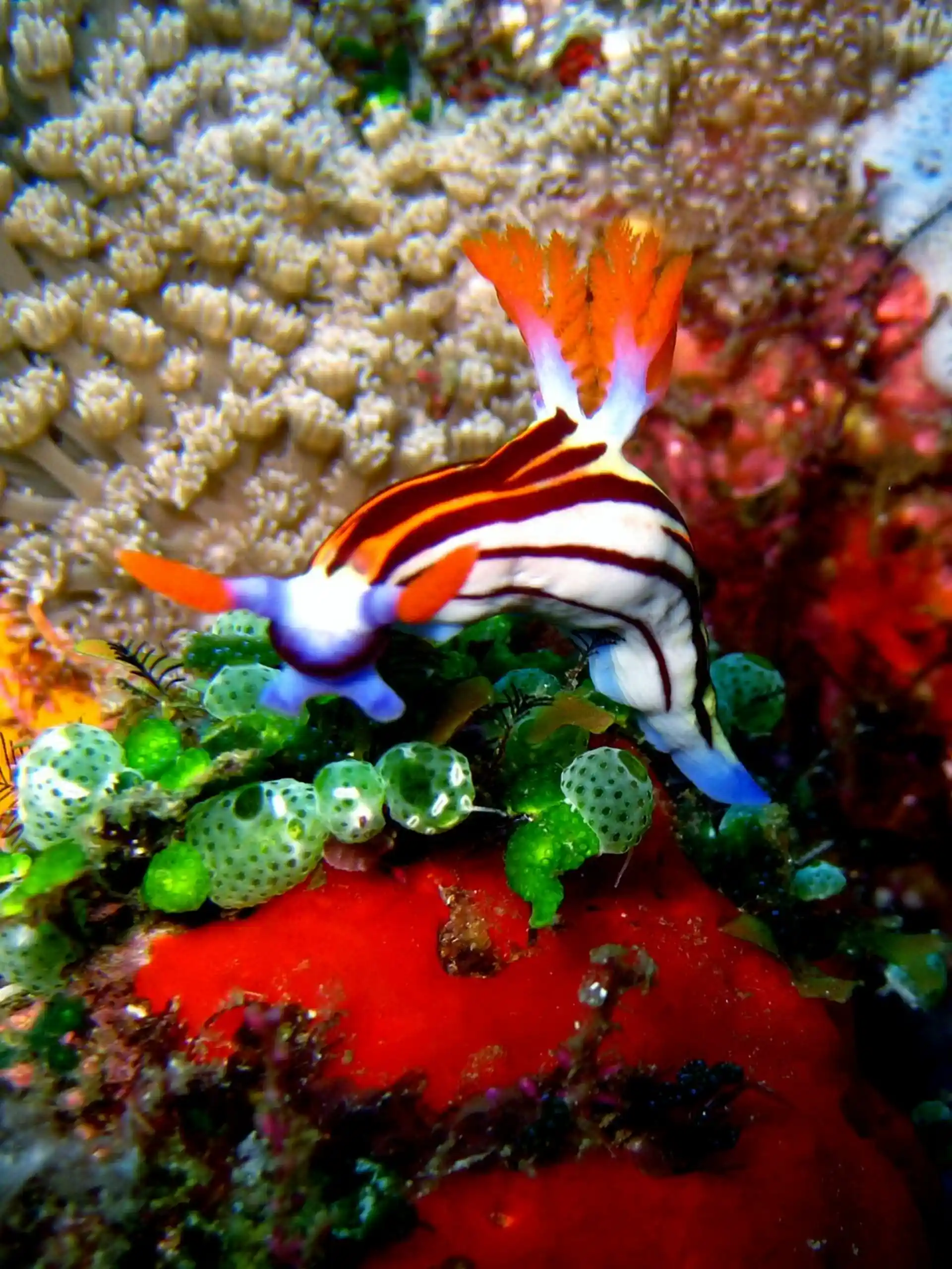 Dive site photo