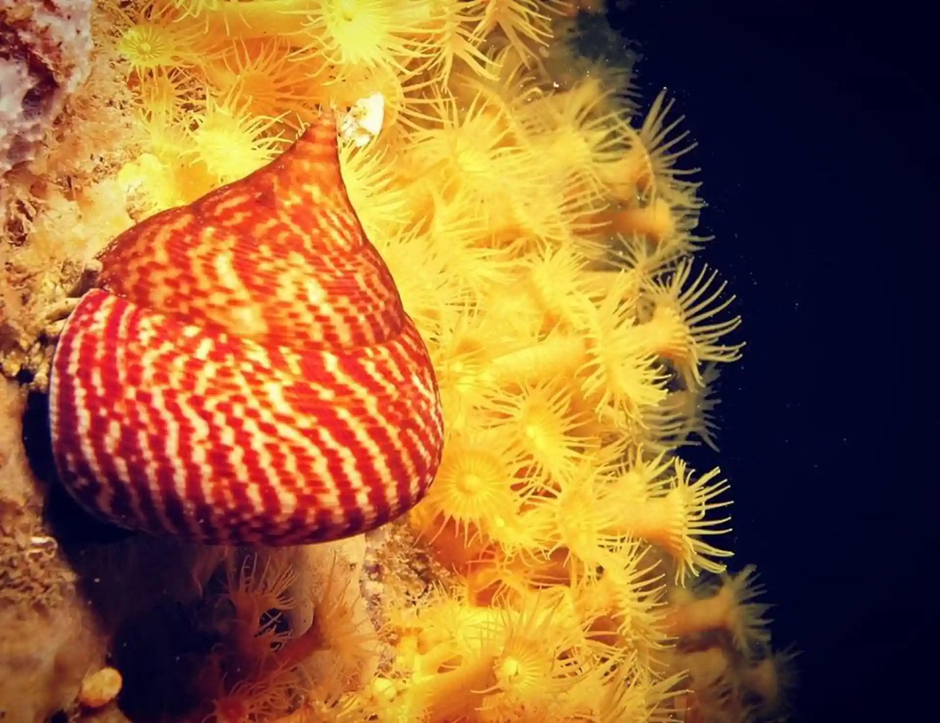 Tiger Shell on Bryozoans