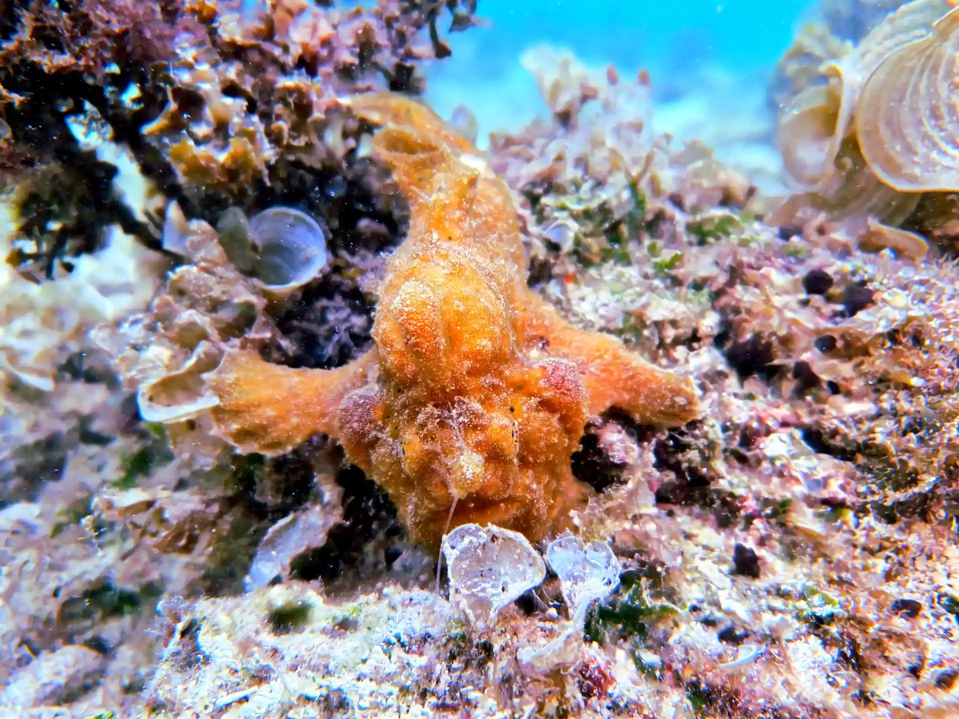 Dive site photo
