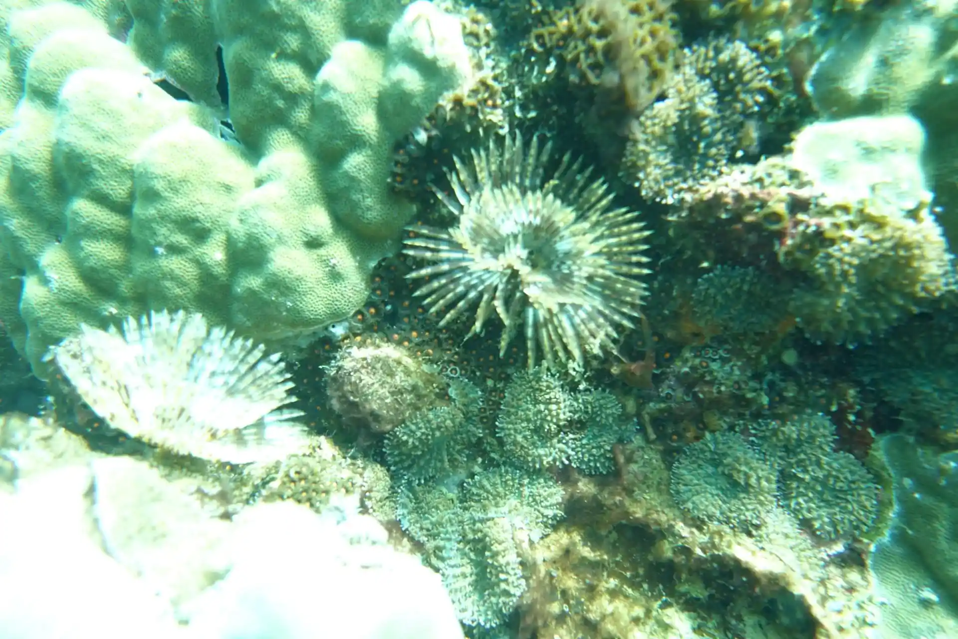 ダイビングサイトの写真