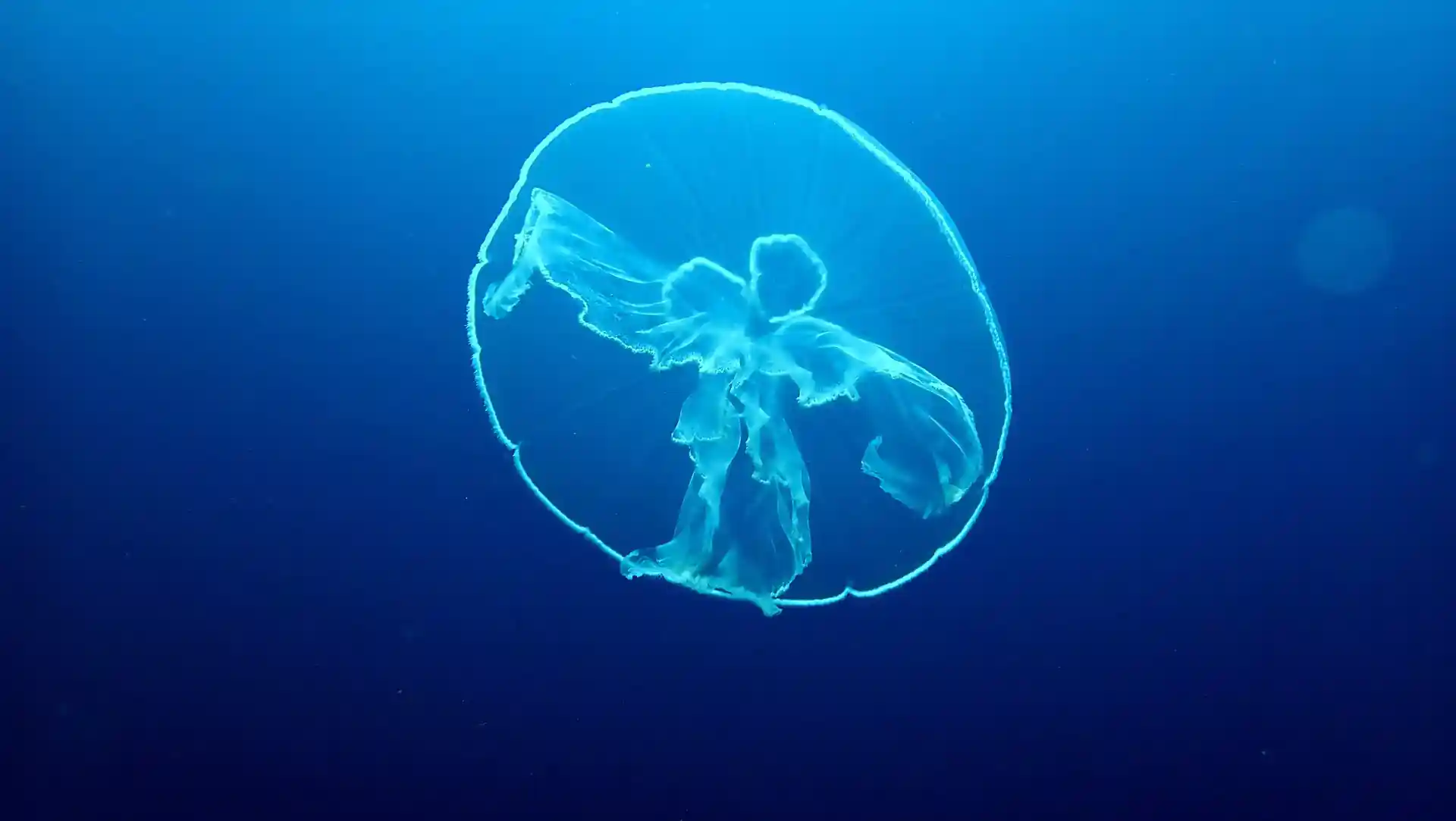 ダイビングサイトの写真