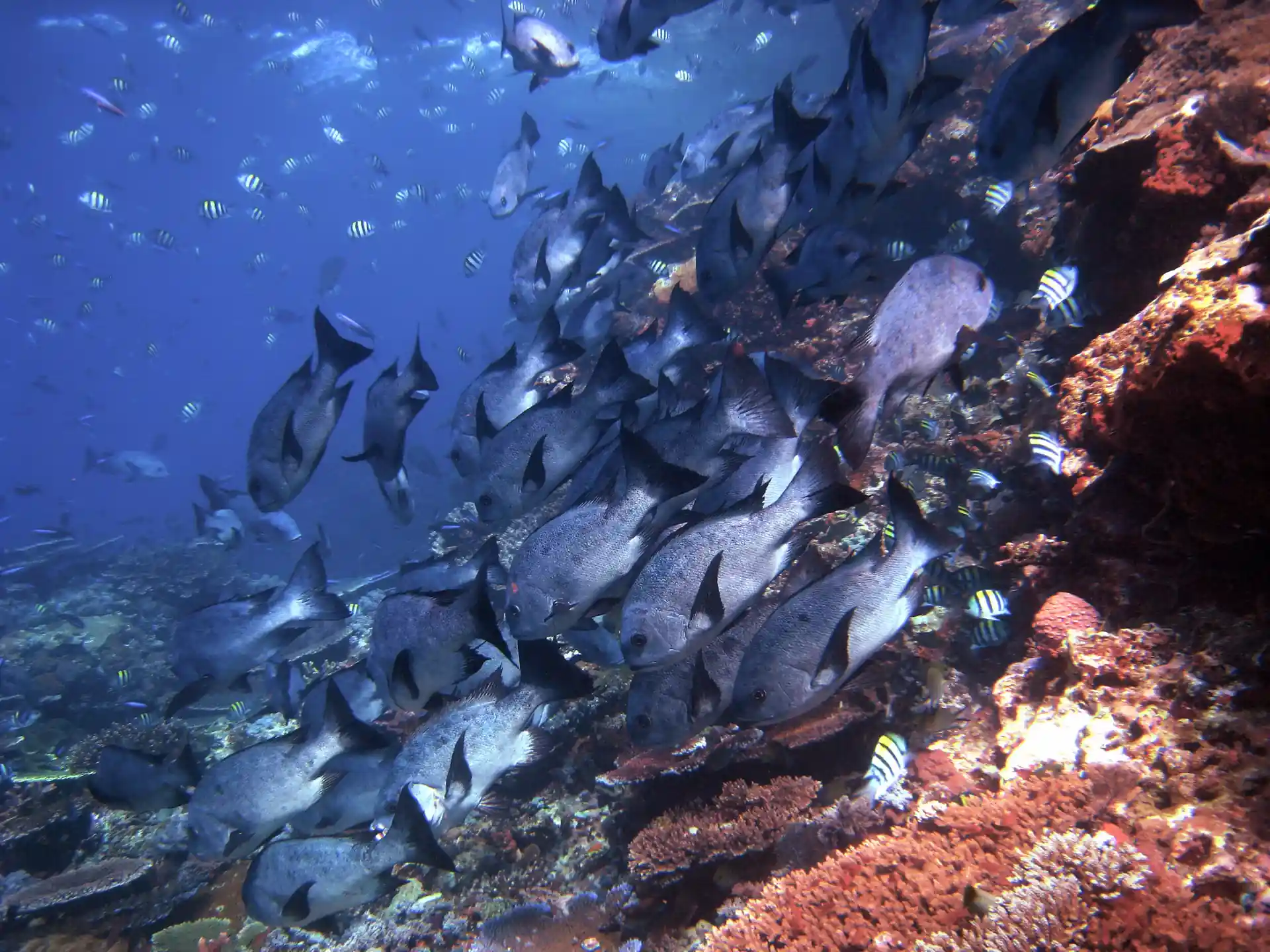 C'è abbondanza di pesce nel mare