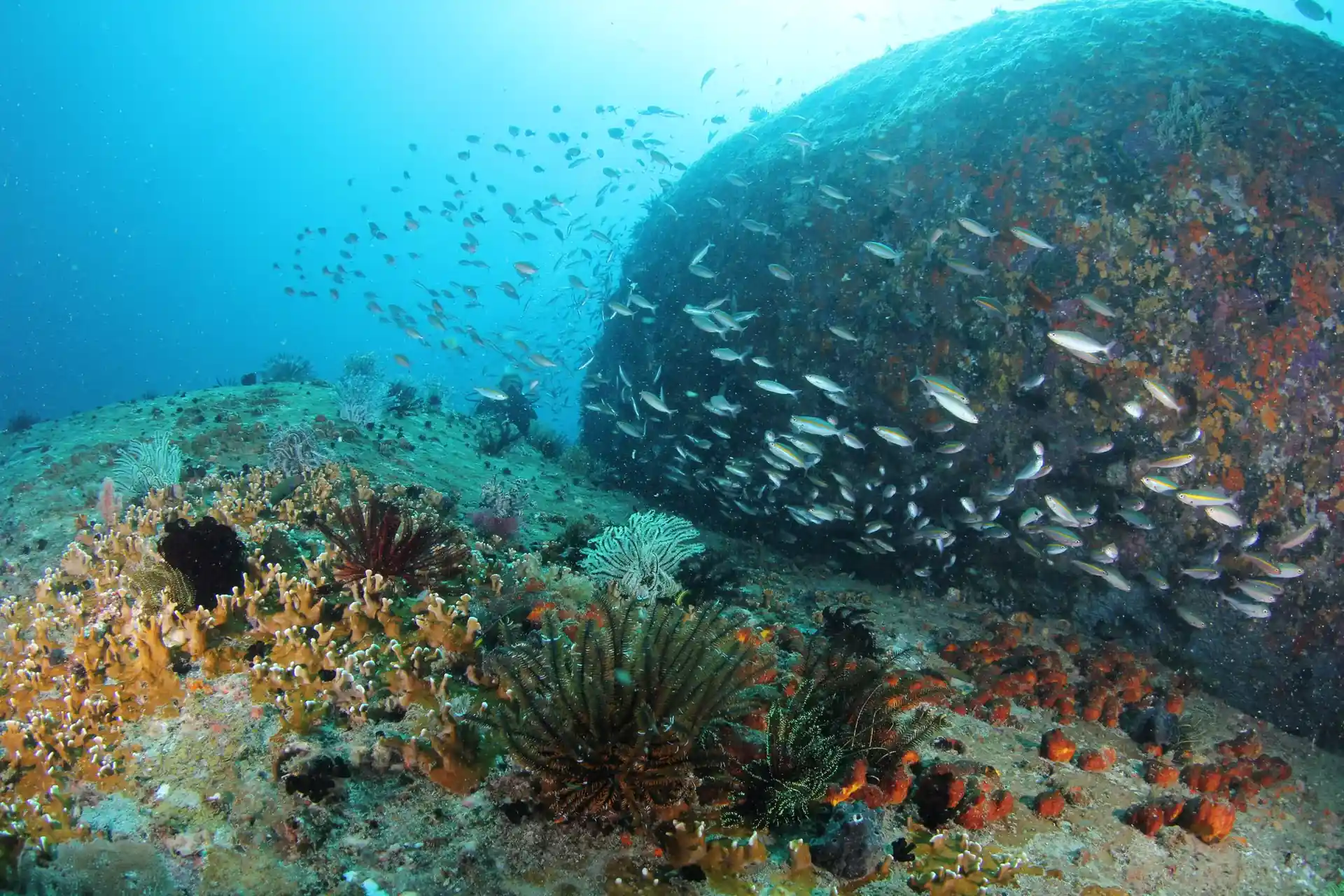 Dive site photo
